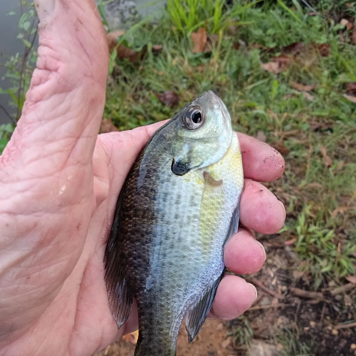 Bluegill caught on Fishbrain