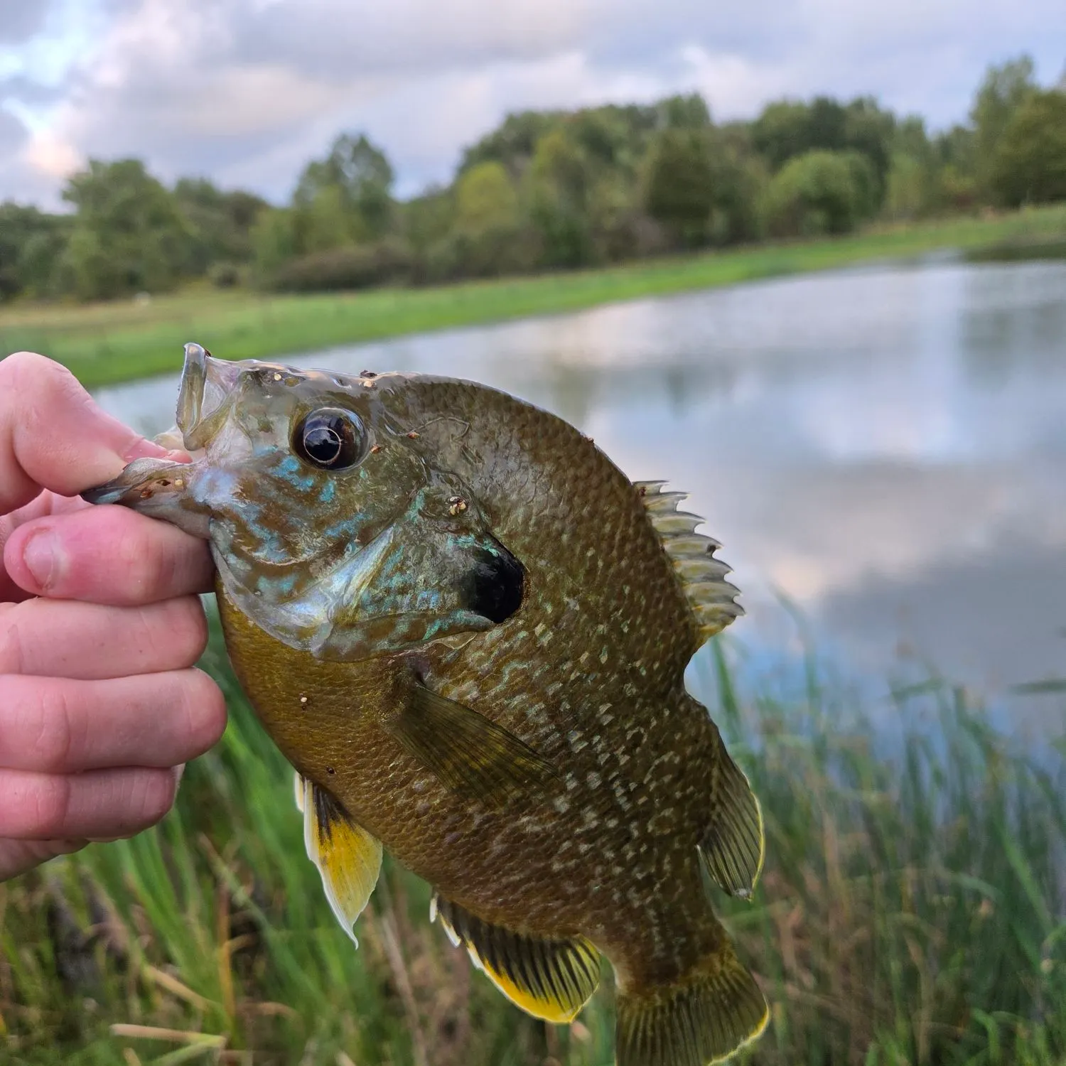 Greengill hybrid caught on Fishbrain