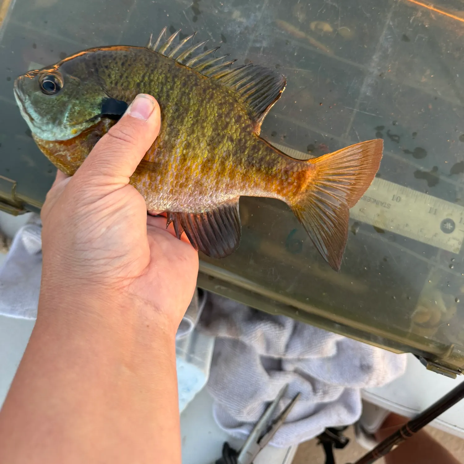 catch