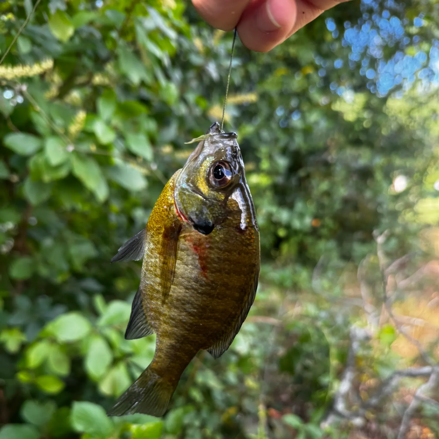 Bluegill caught on Fishbrain