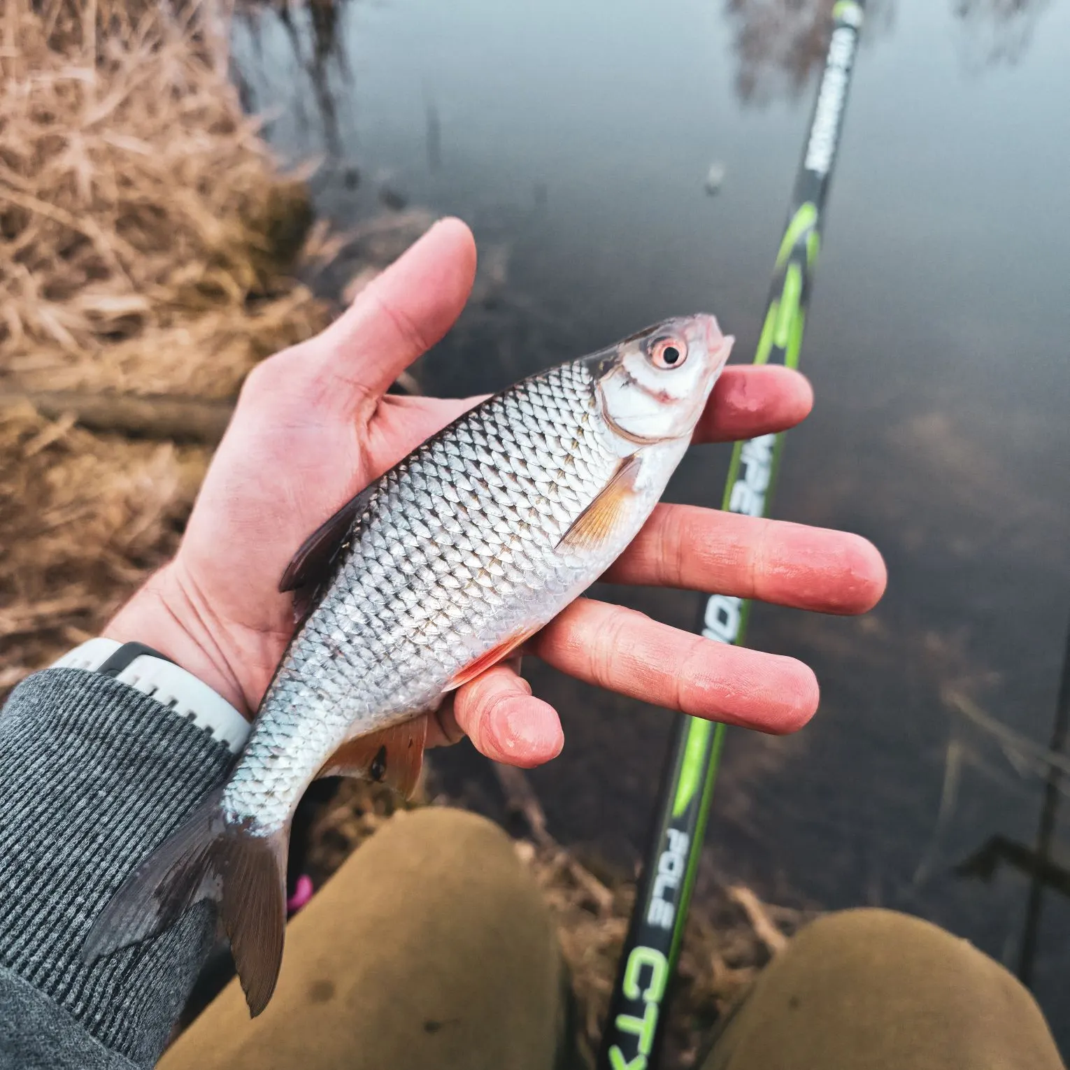 The most recent Common roach catches on Fishbrain