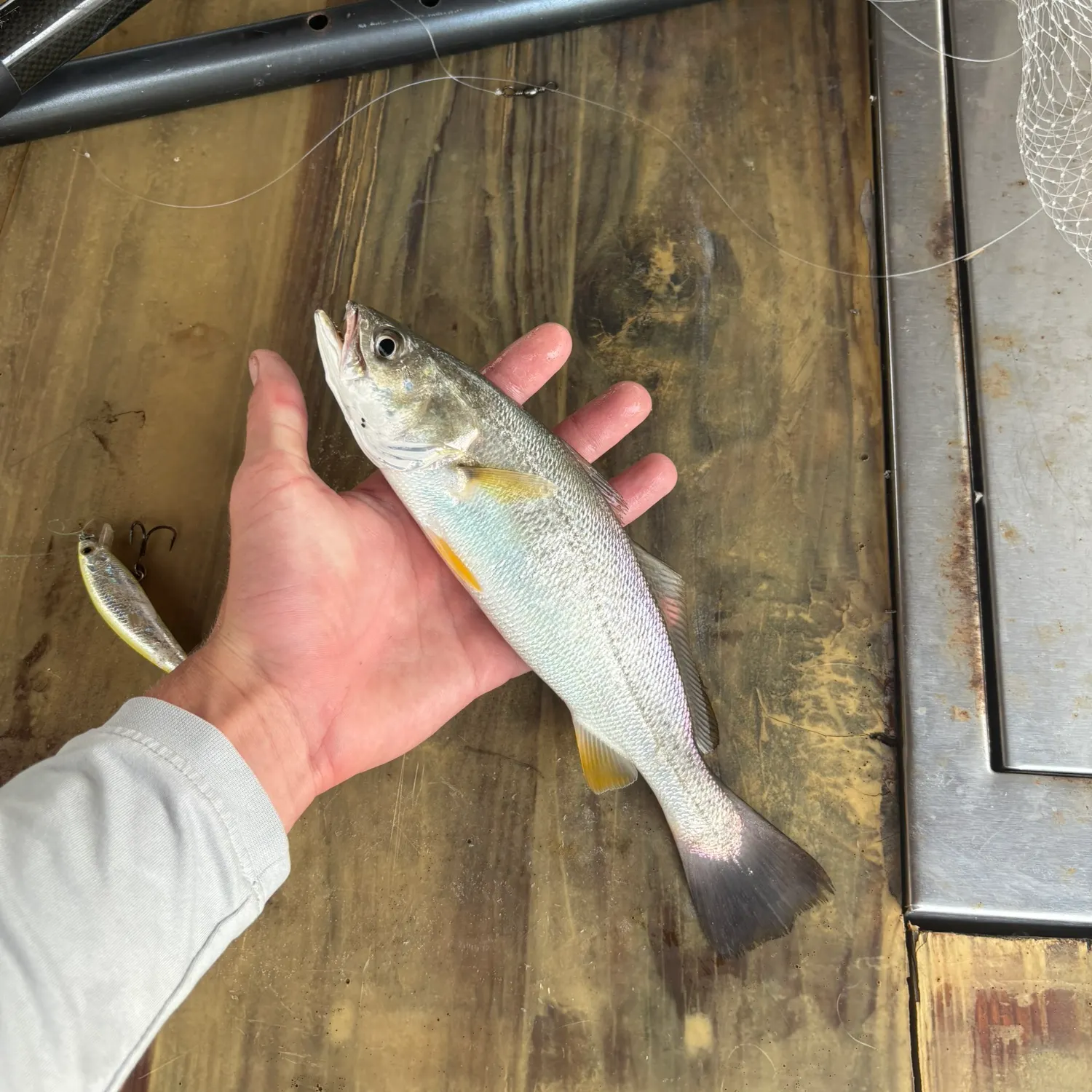 Gray weakfish caught on Fishbrain