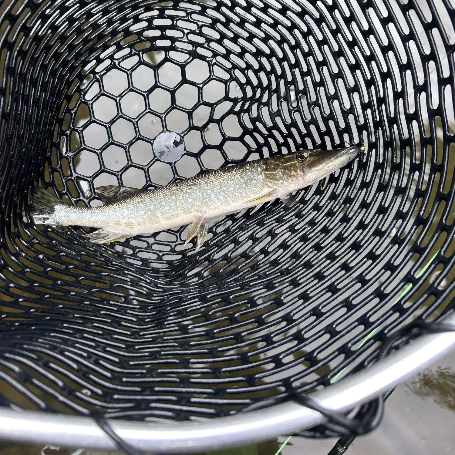 Northern pike caught on Fishbrain