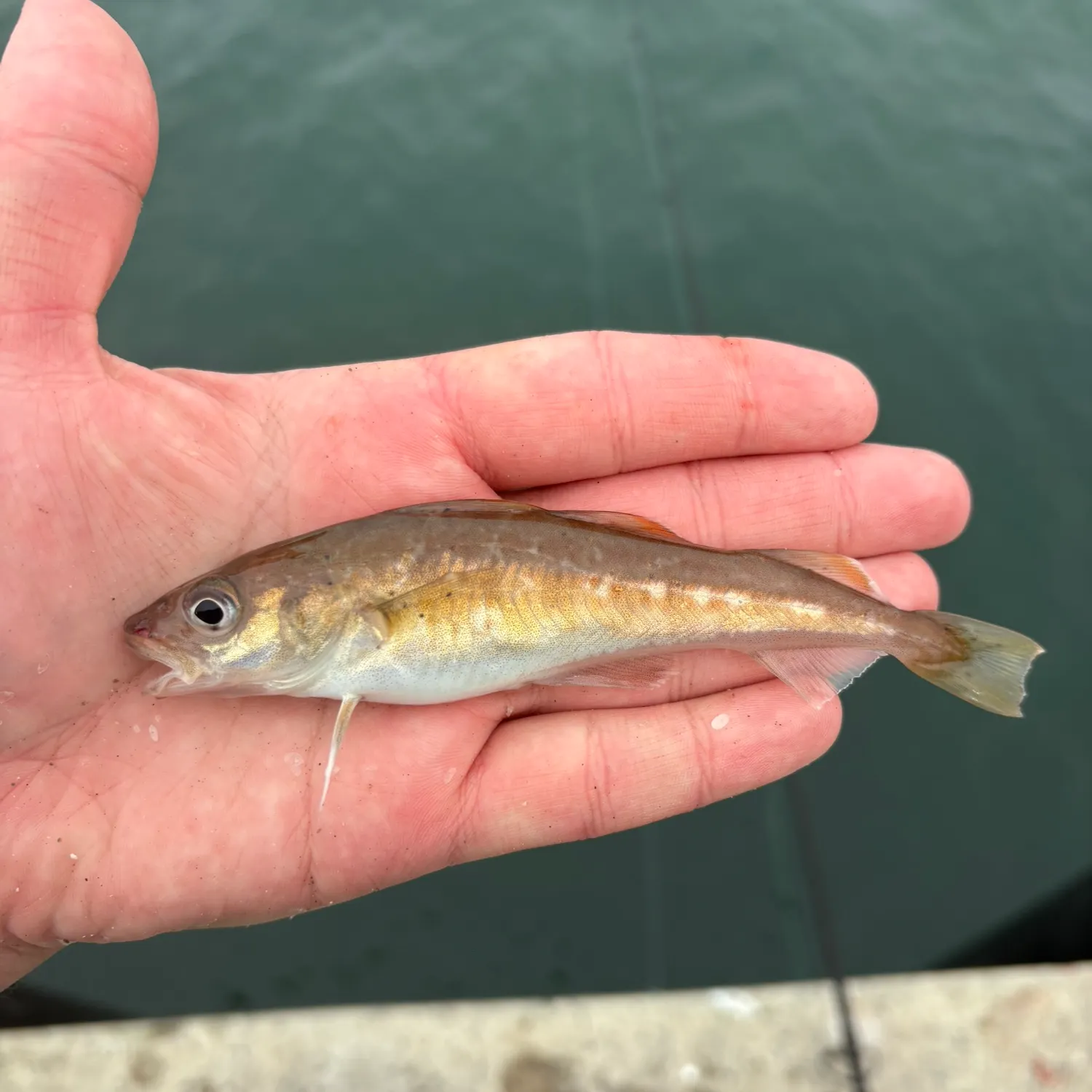 The most recent Atlantic cod catches on Fishbrain