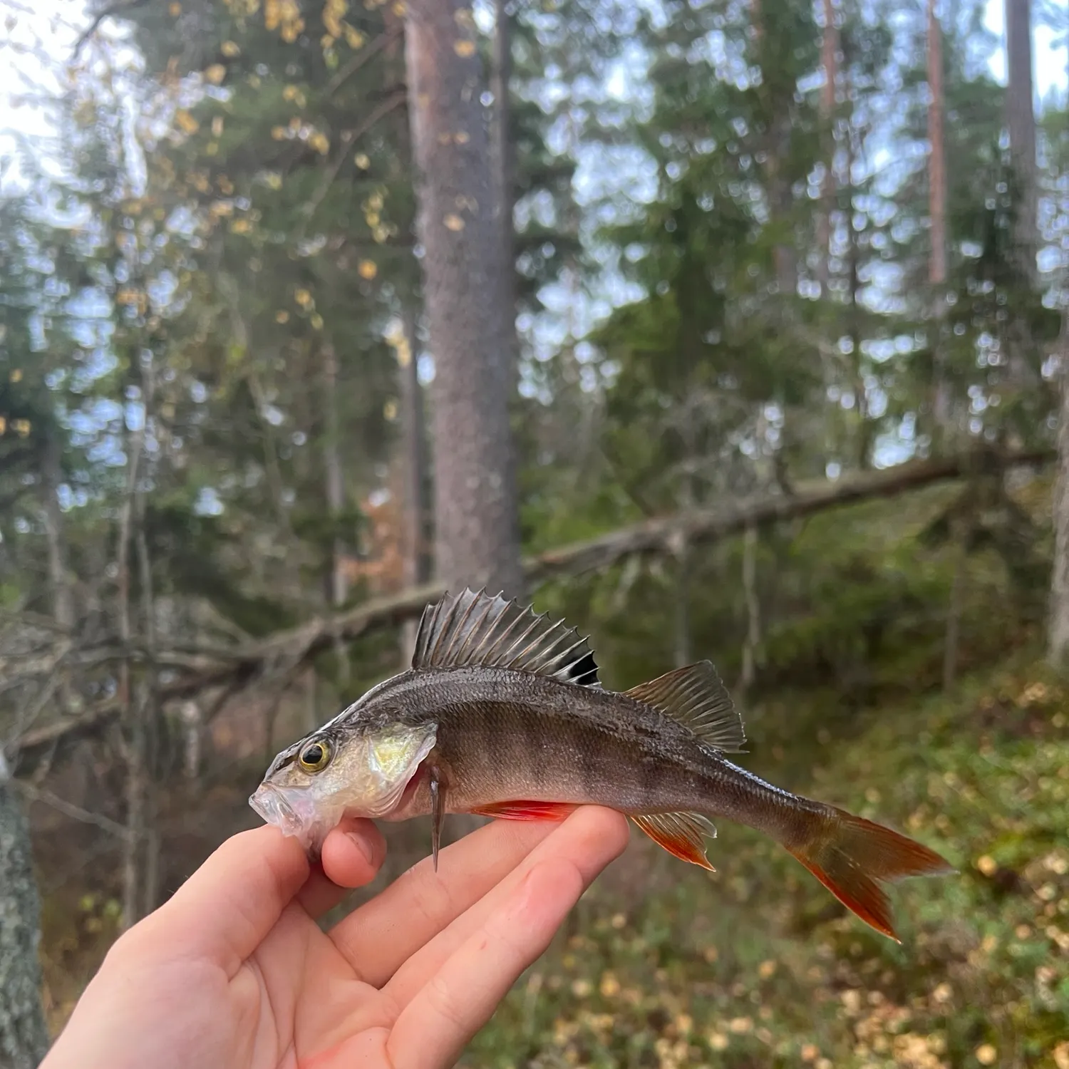 European perch caught on Fishbrain
