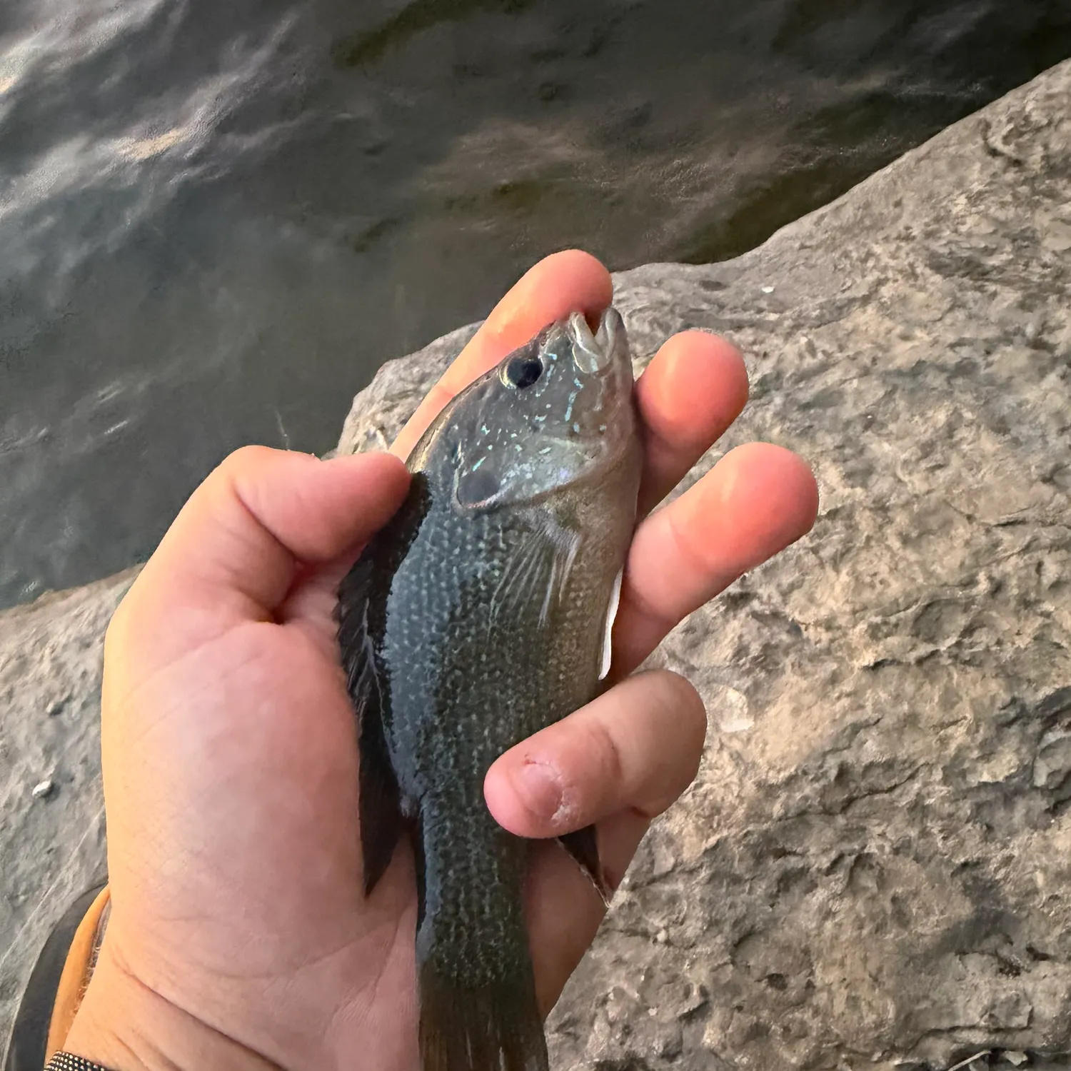 Green sunfish caught on Fishbrain