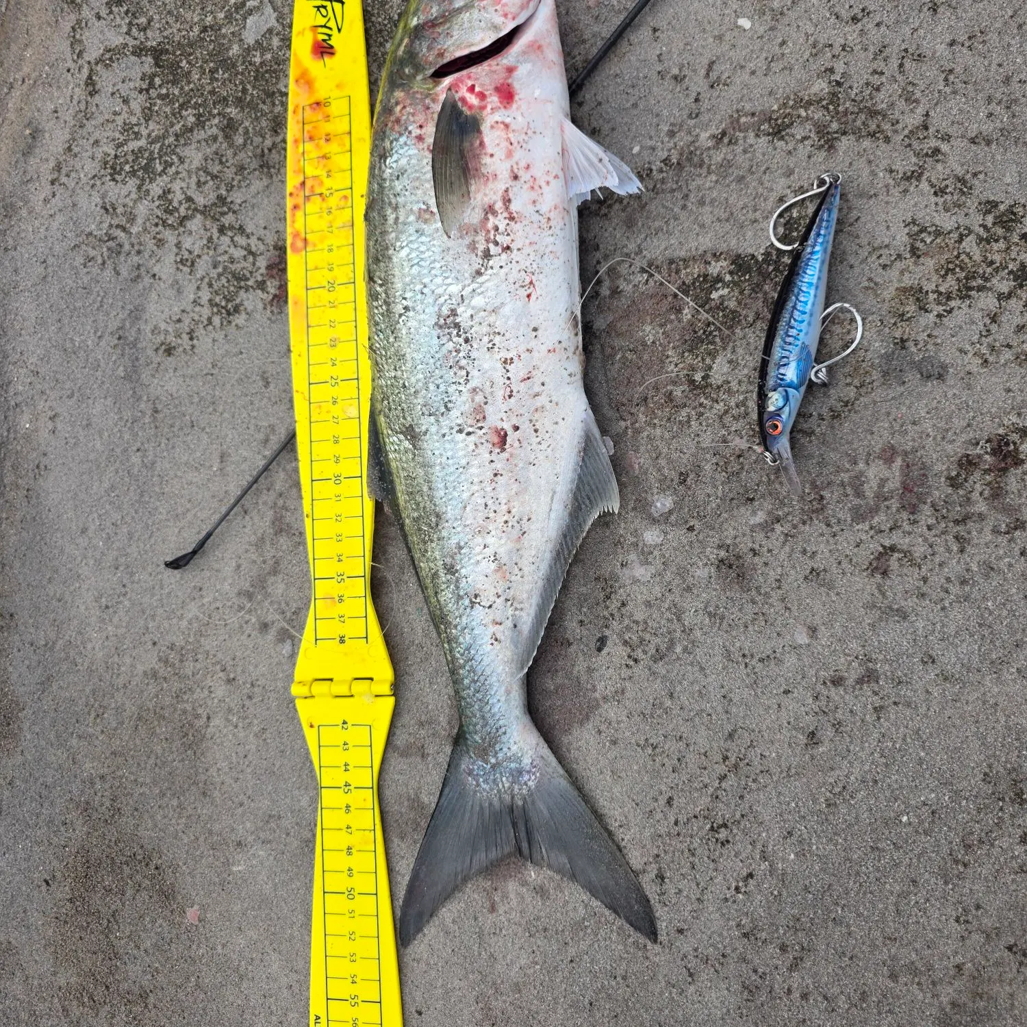 The most recent Bluefish catches on Fishbrain