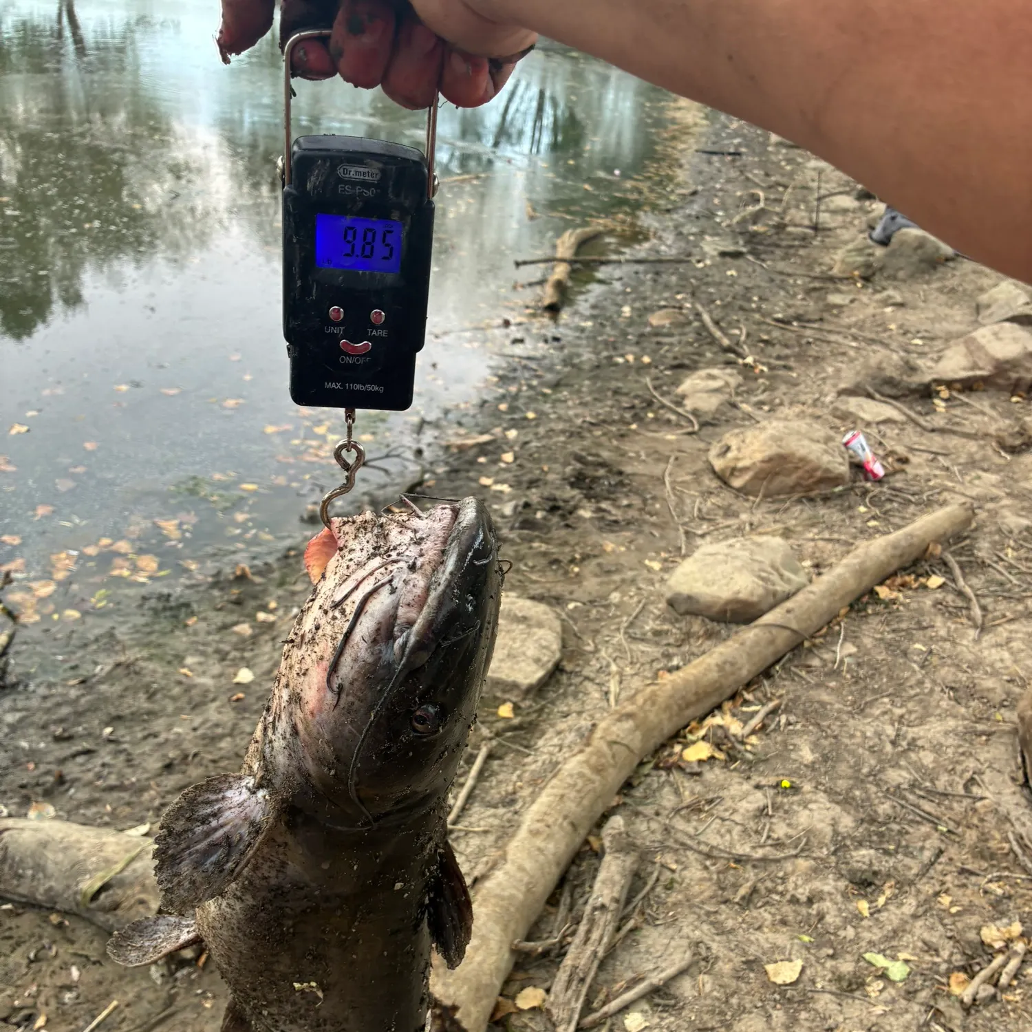 Channel catfish caught on Fishbrain