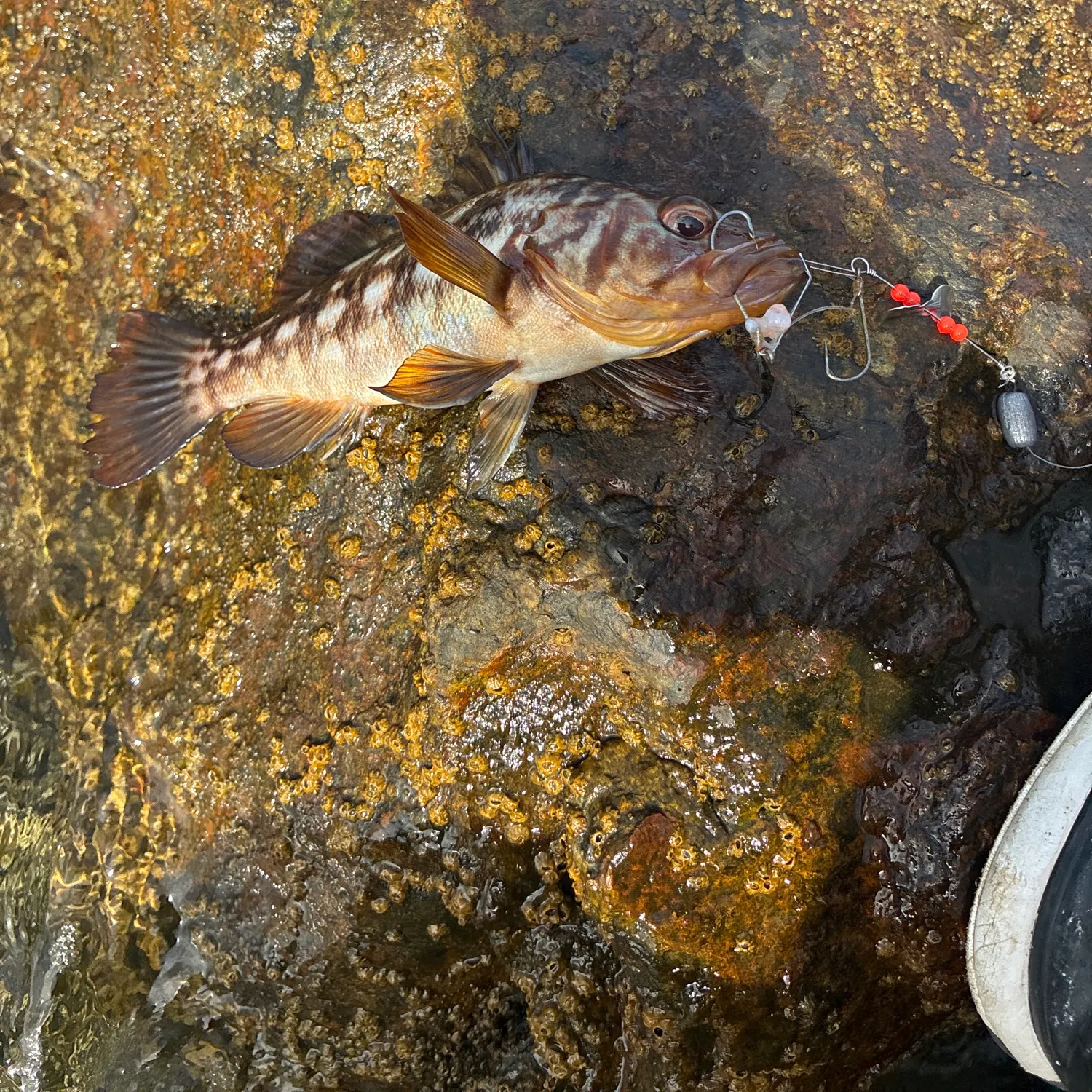 Kelp bass caught on Fishbrain