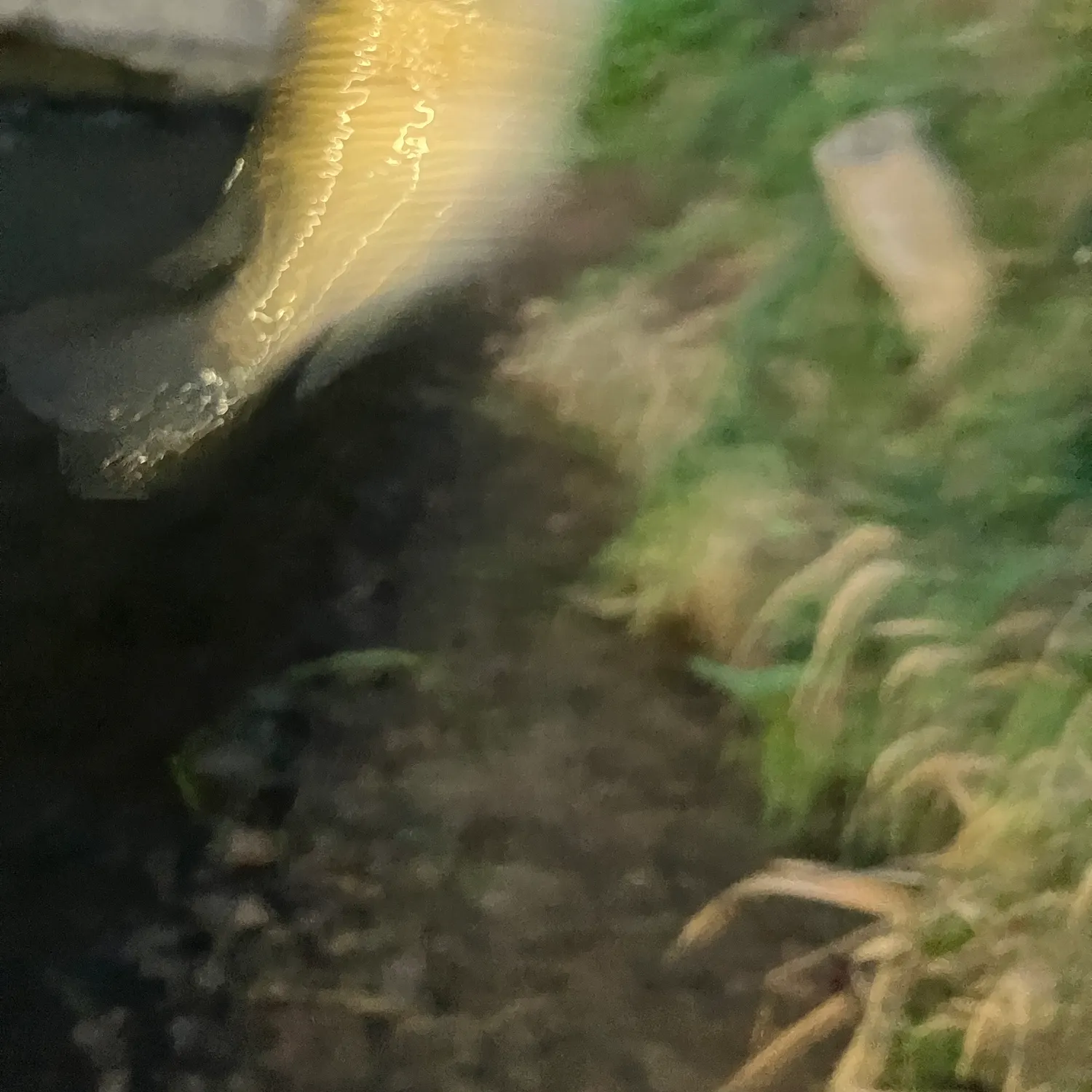 Rock bass caught on Fishbrain