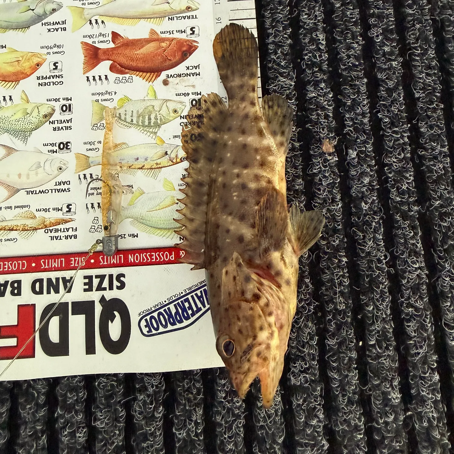 Orange-spotted grouper caught on Fishbrain