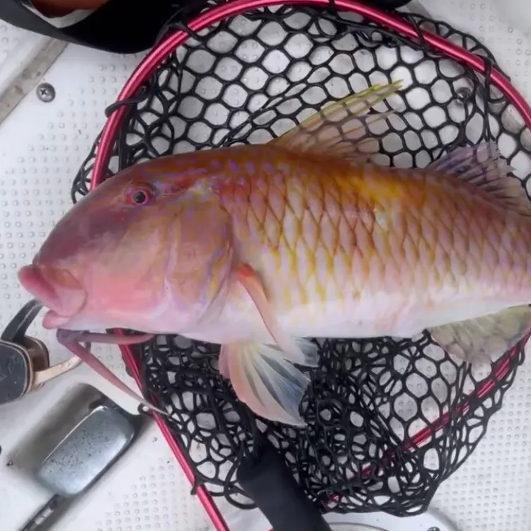The most recent Manybar goatfish catches on Fishbrain