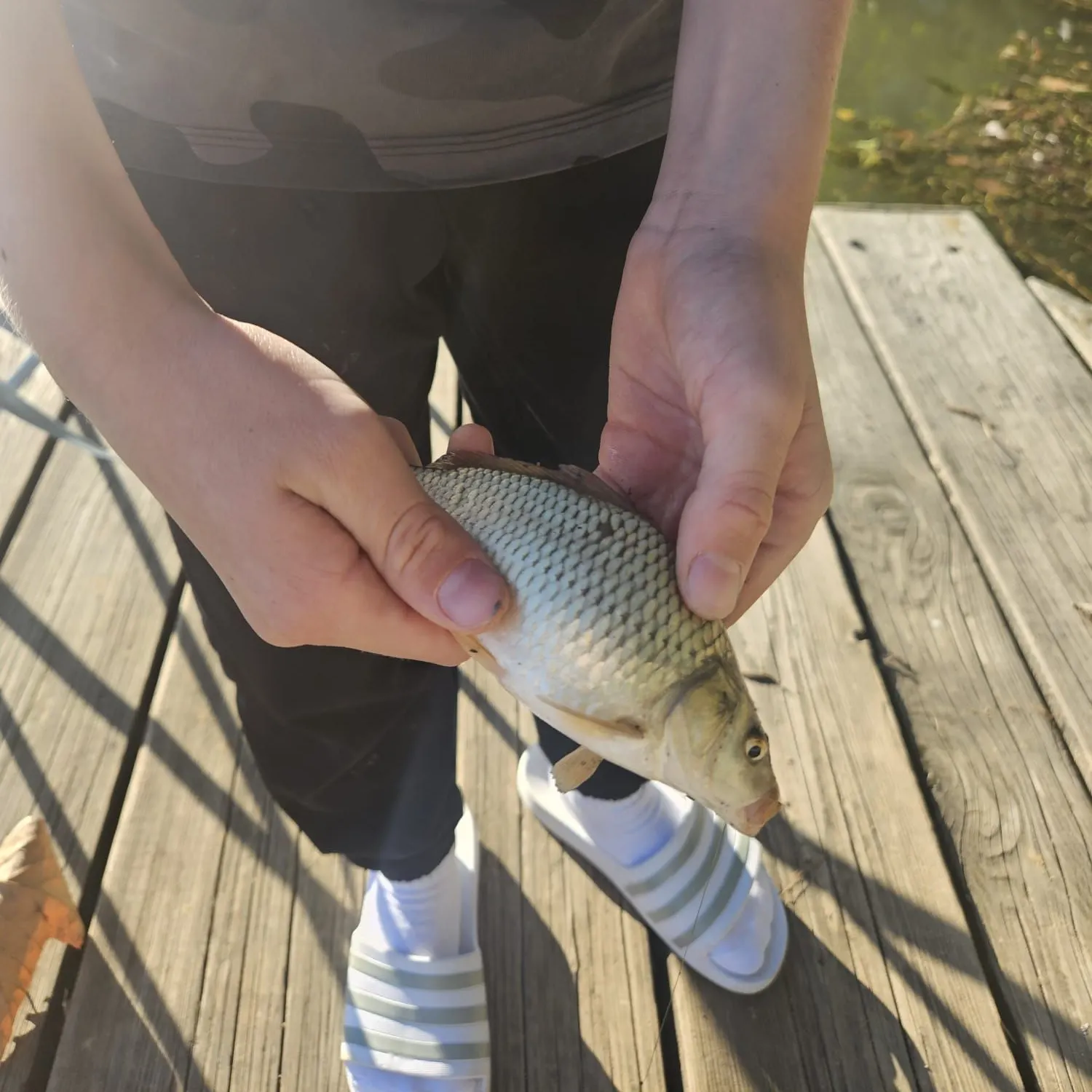 Common carp caught on Fishbrain