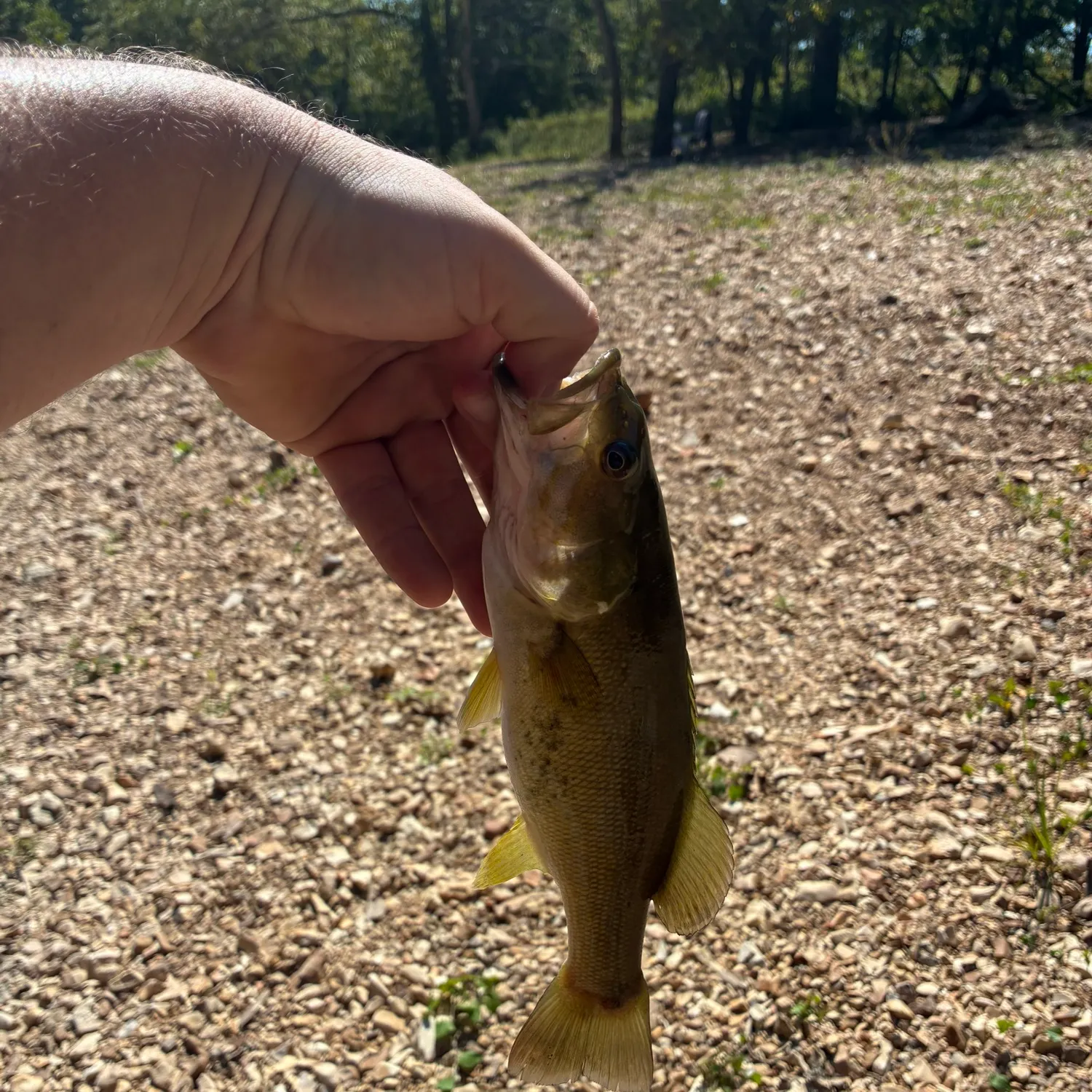 Smallmouth bass caught on Fishbrain