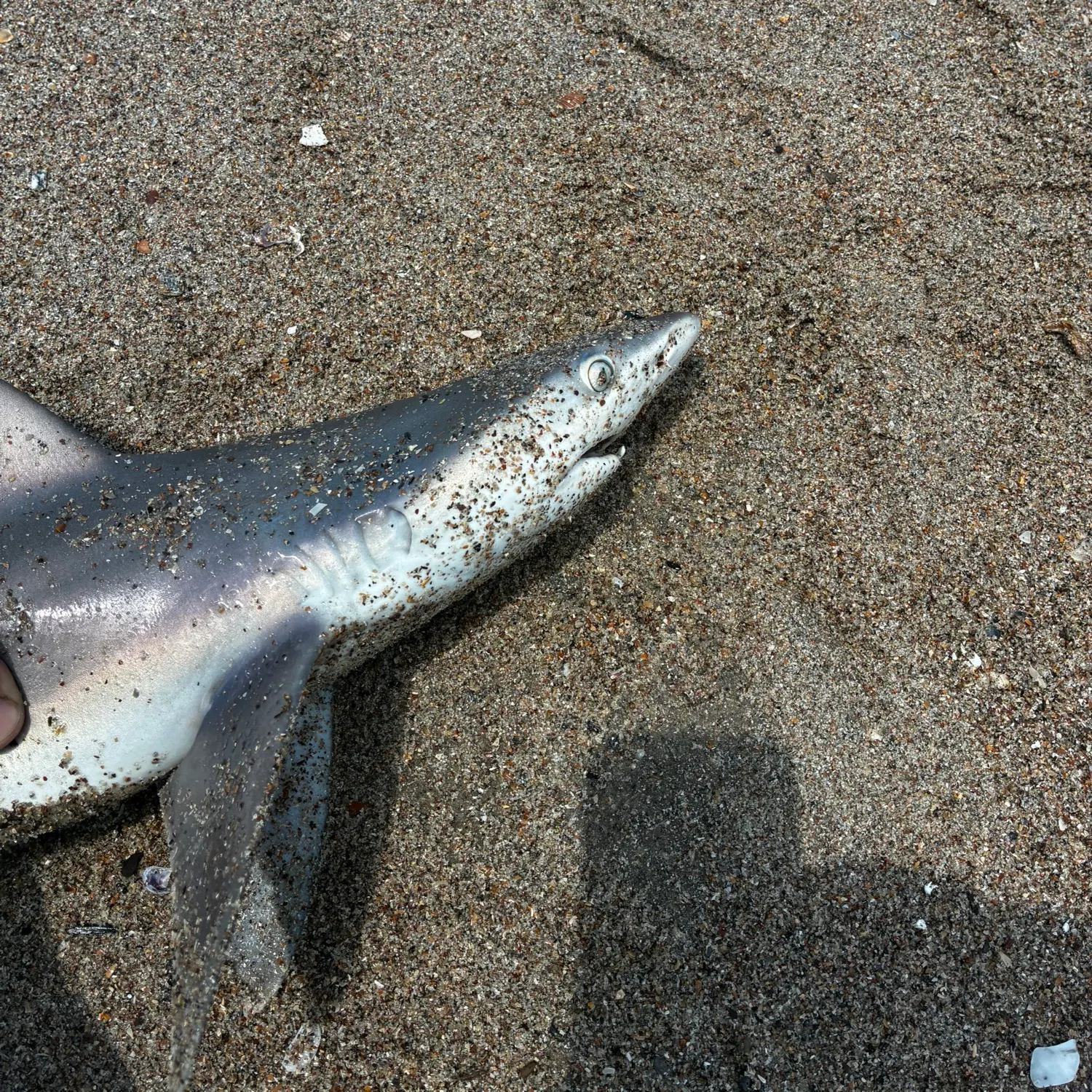 The most recent Silky shark catches on Fishbrain