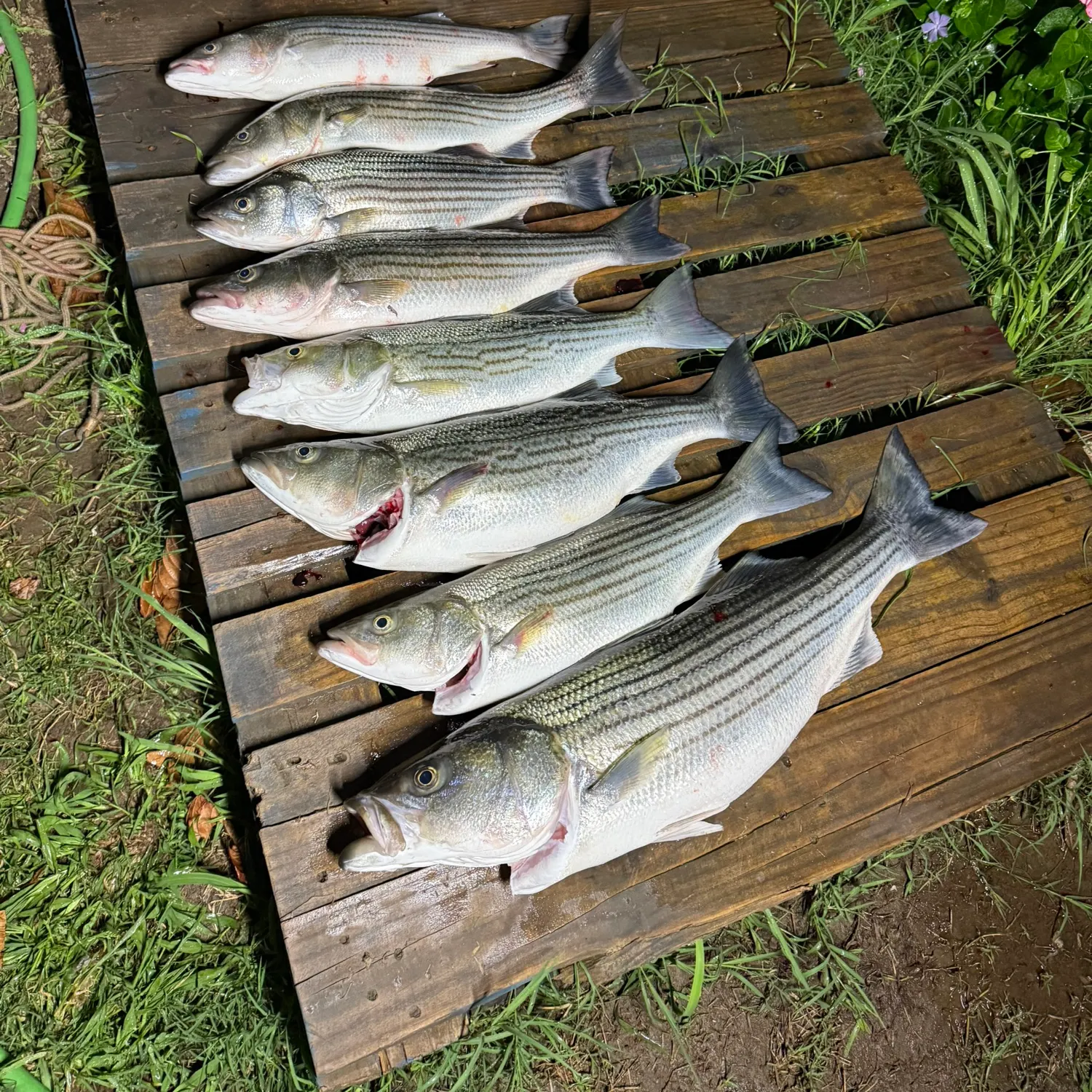 recently logged catches