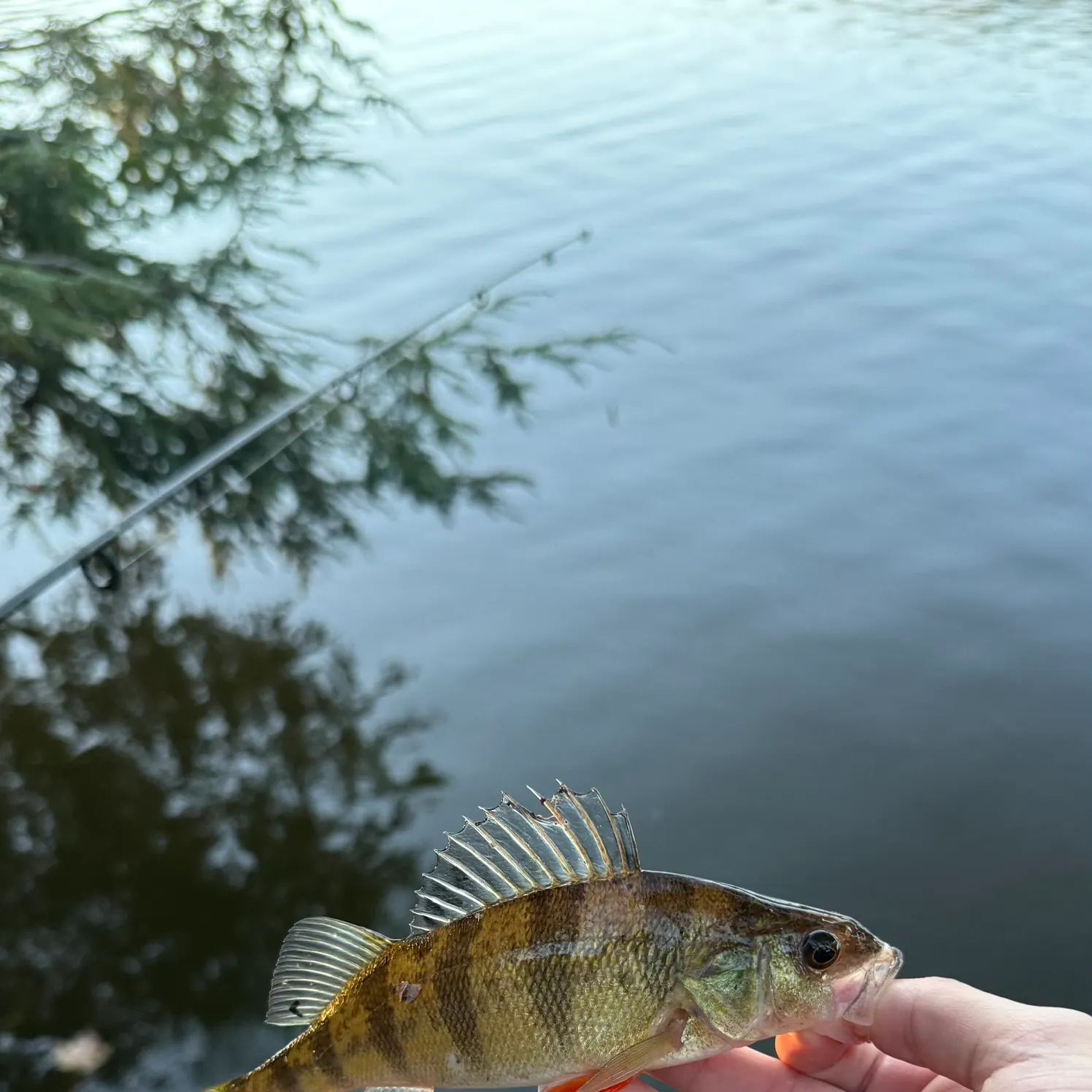 Yellow perch caught on Fishbrain