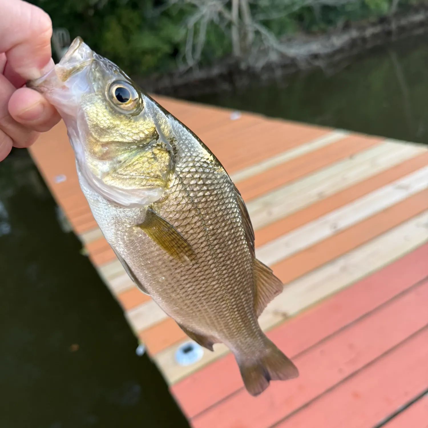 White perch caught on Fishbrain