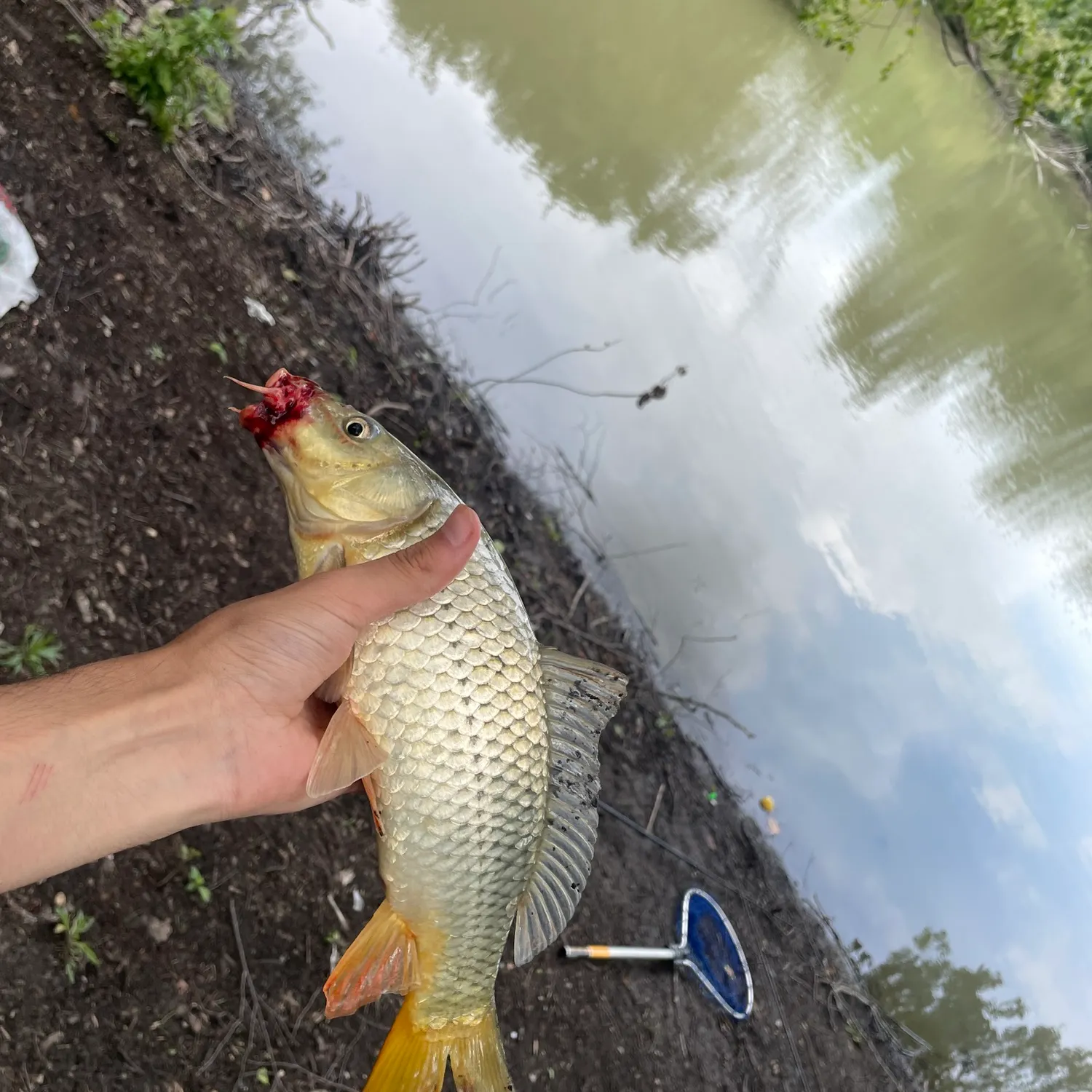 Common carp caught on Fishbrain