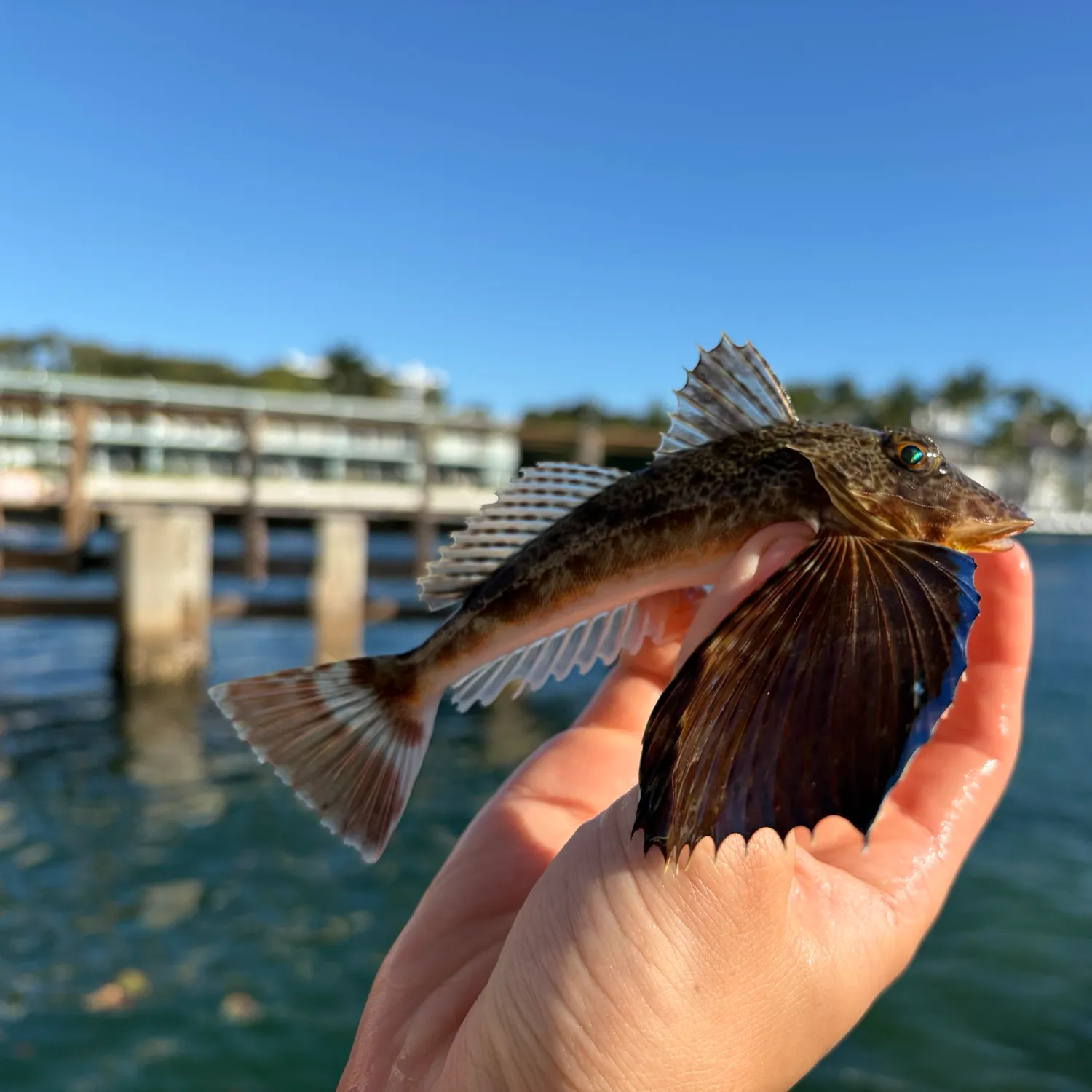 The most recent Striped searobin catches on Fishbrain