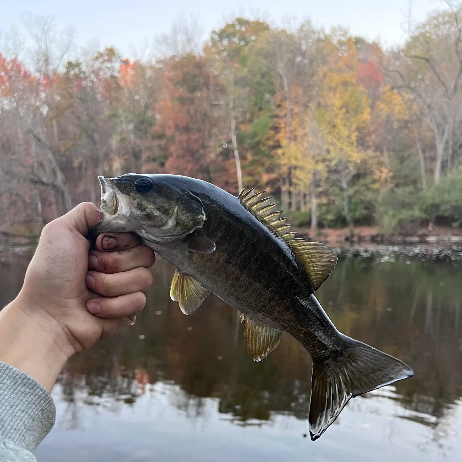 Smallmouth bass caught on Fishbrain