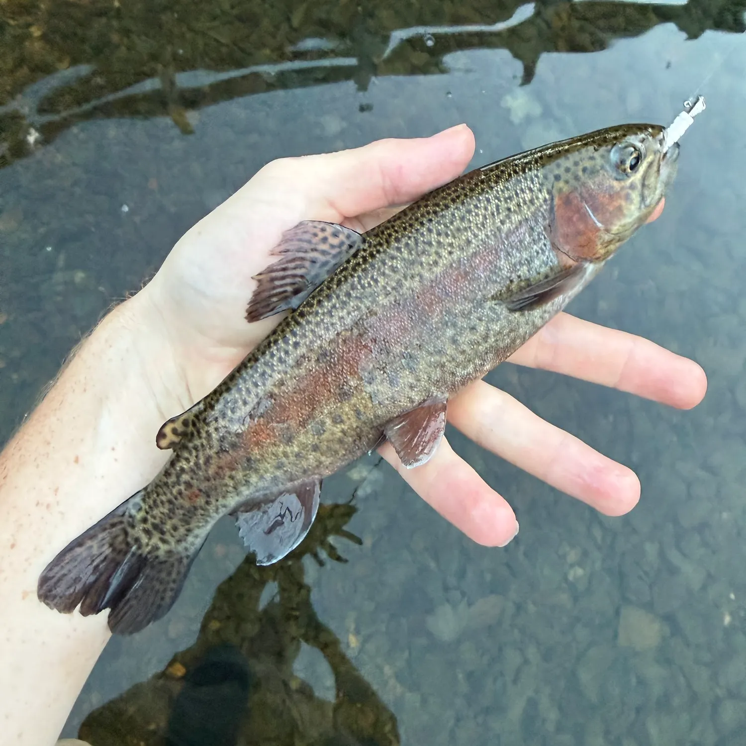 Rainbow trout caught on Fishbrain