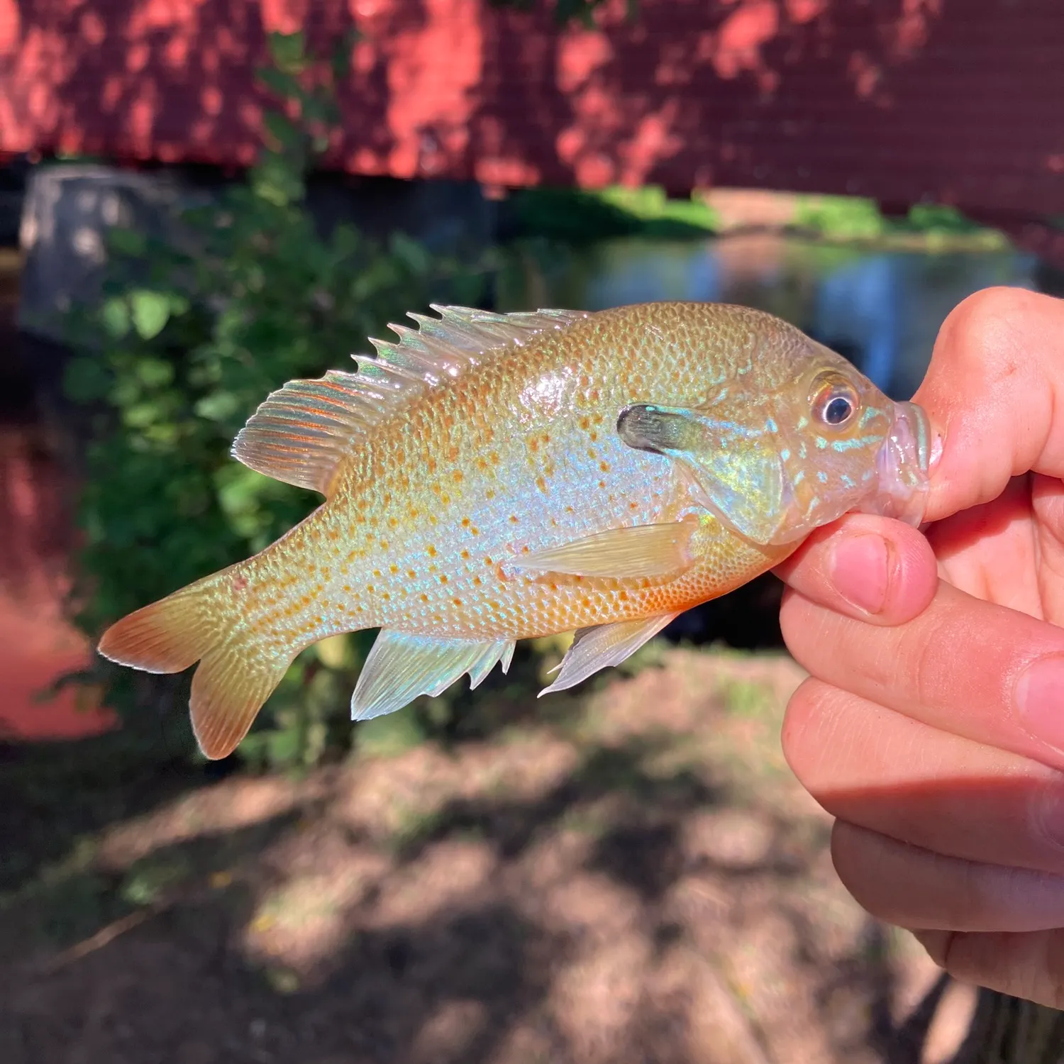 Redbreast sunfish caught on Fishbrain
