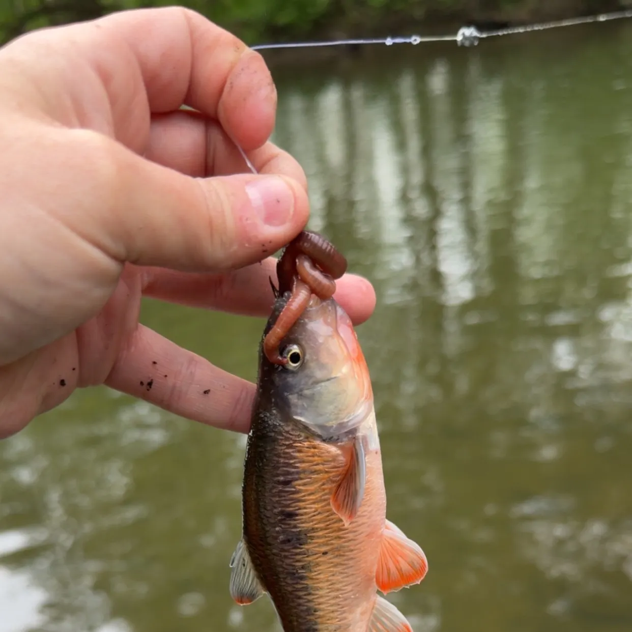 The most recent Common shiner catches on Fishbrain