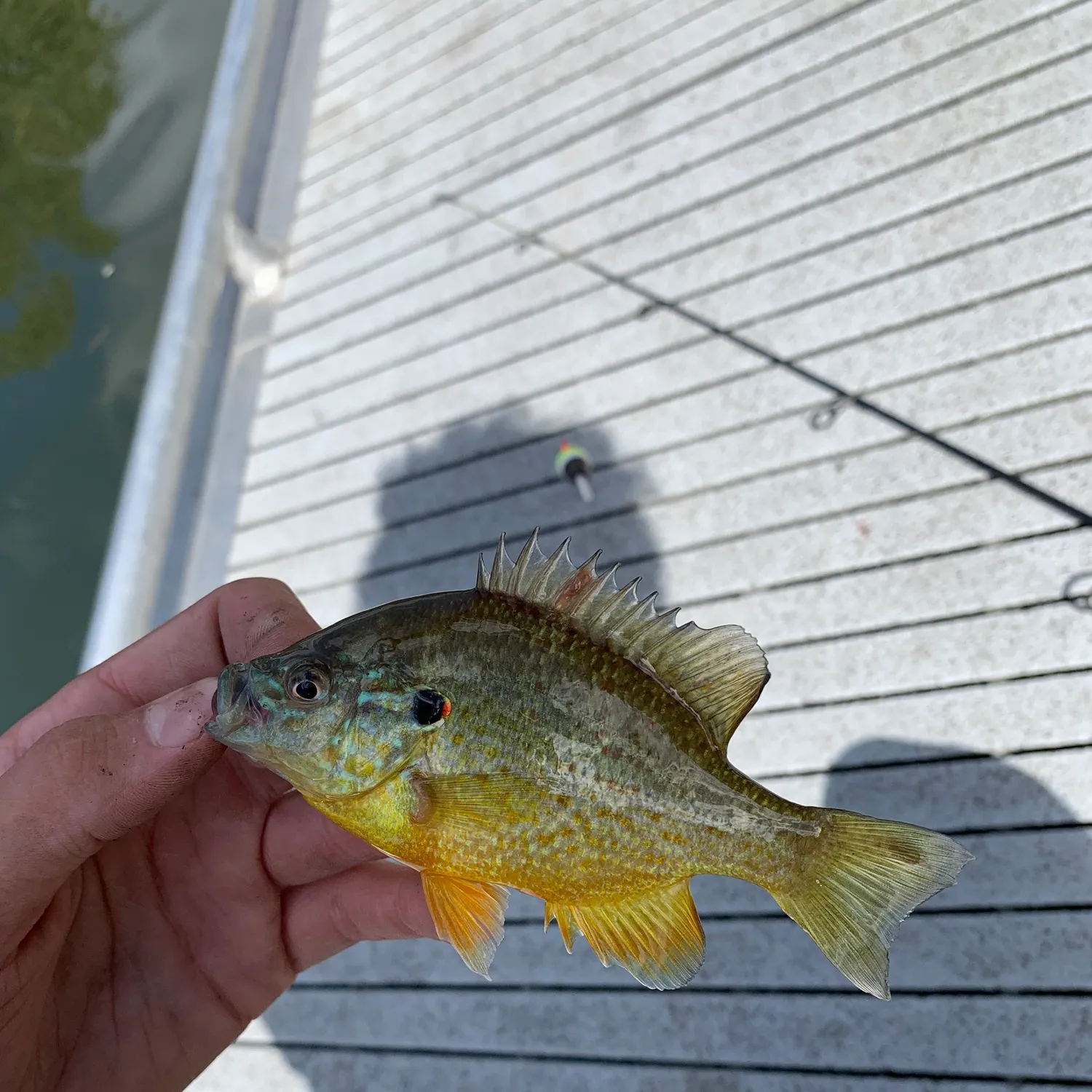 Greengill hybrid caught on Fishbrain