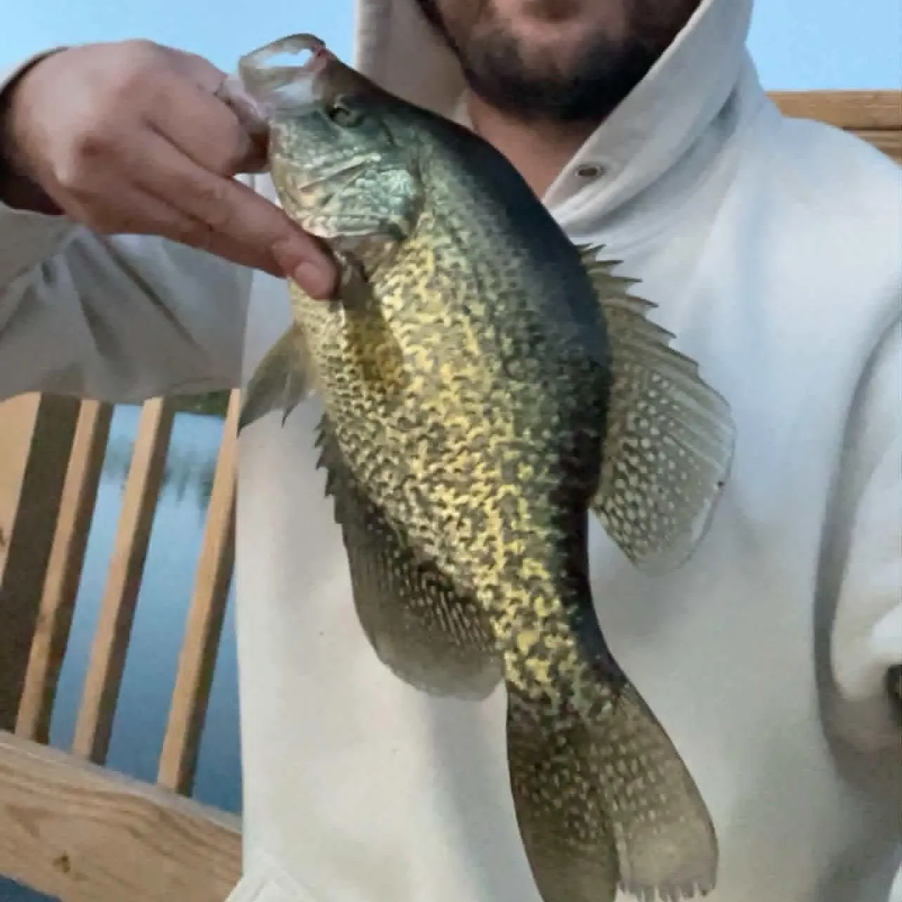 Black crappie caught on Fishbrain