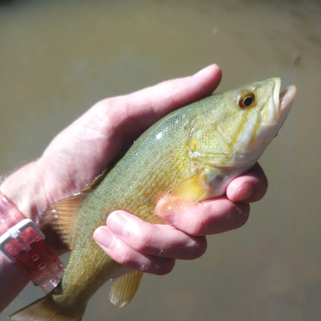 Smallmouth bass caught on Fishbrain