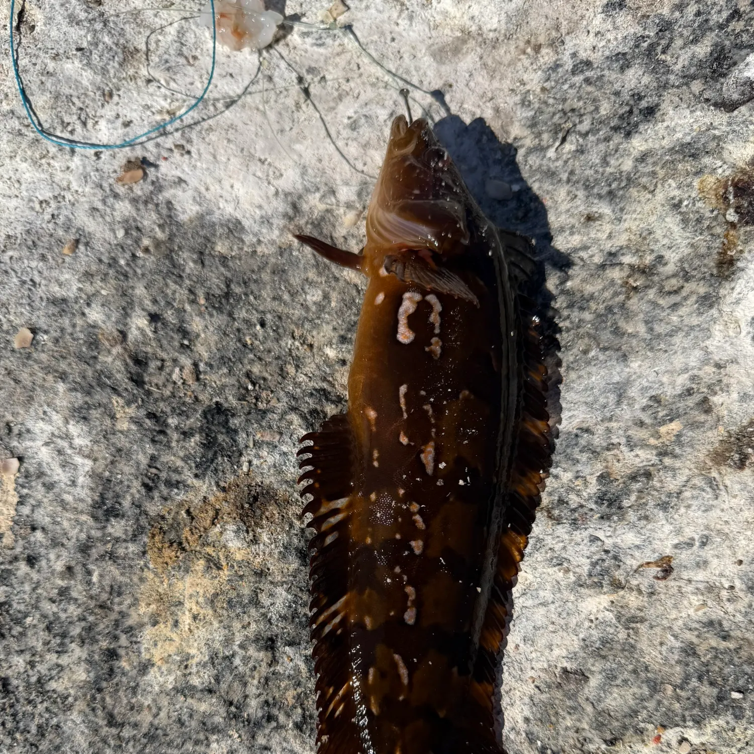 The most recent Giant kelpfish catches on Fishbrain