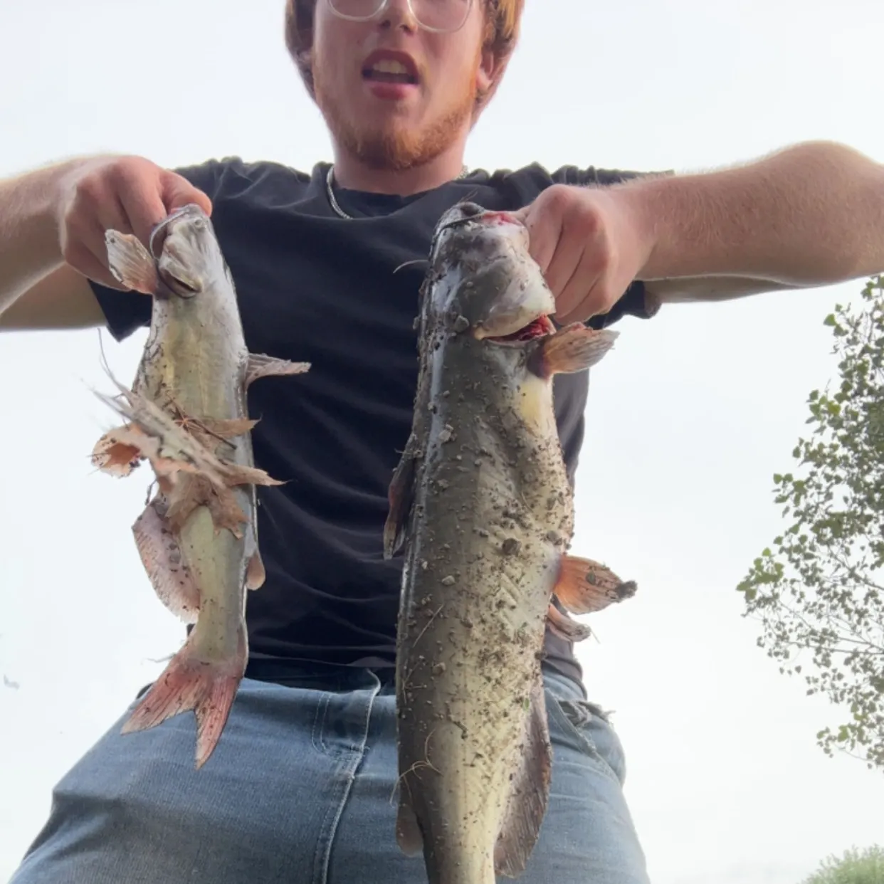 Channel catfish caught on Fishbrain