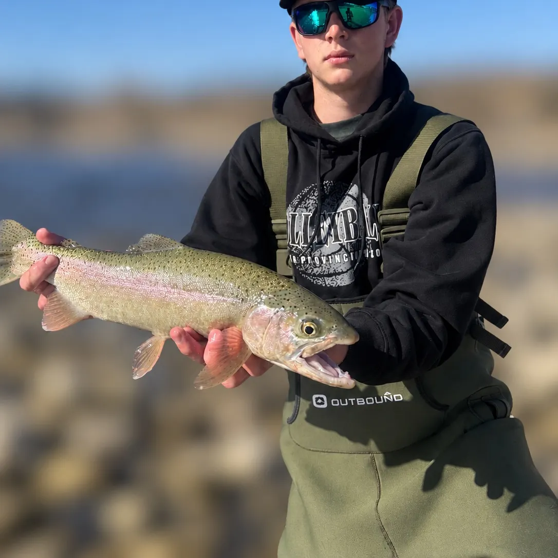 Rainbow trout caught on Fishbrain