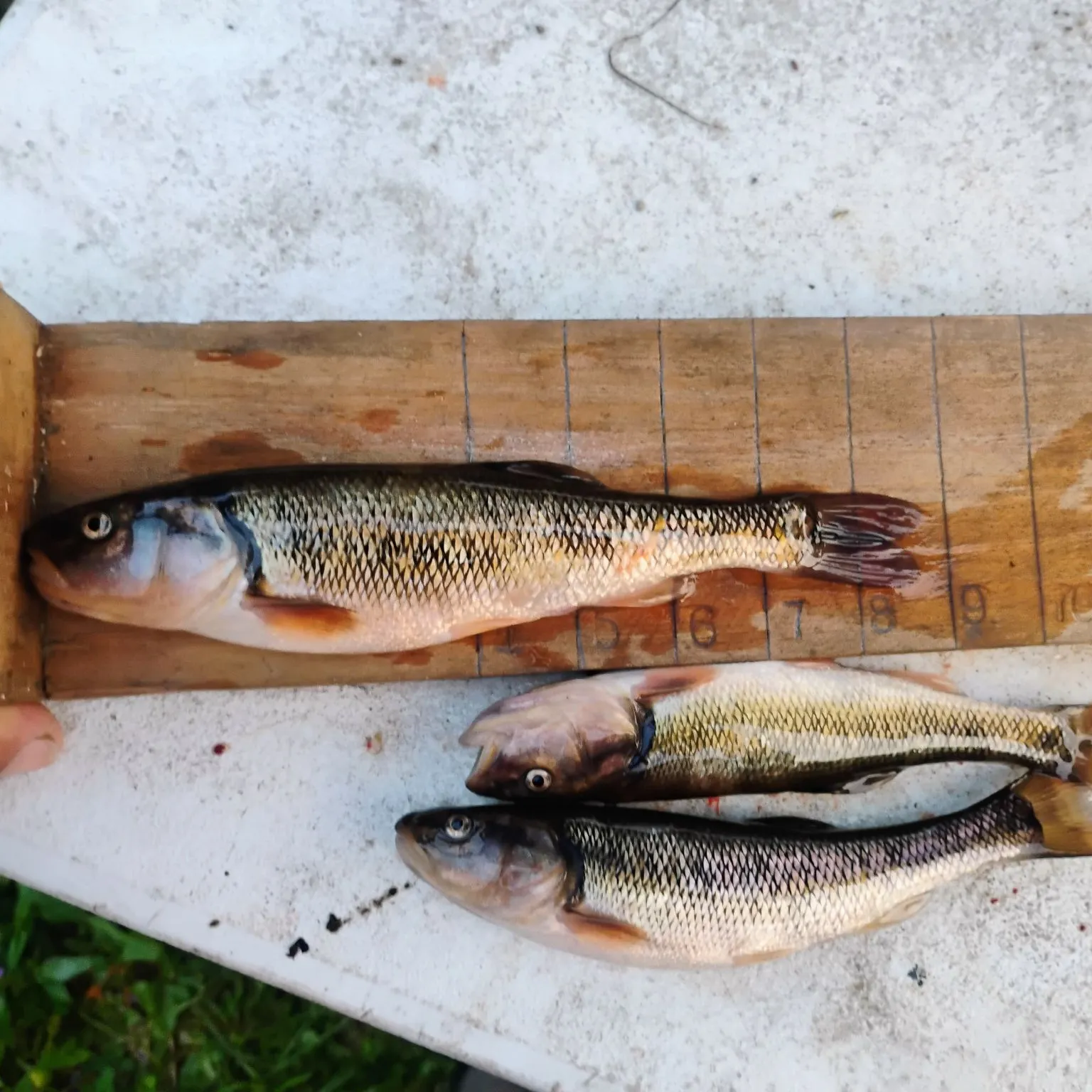 recently logged catches