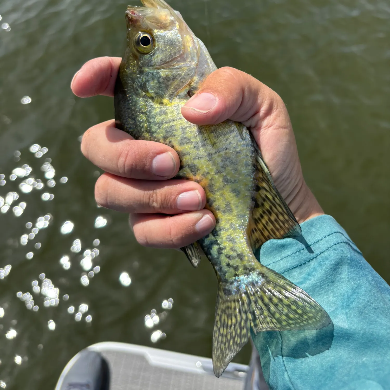 Black crappie caught on Fishbrain