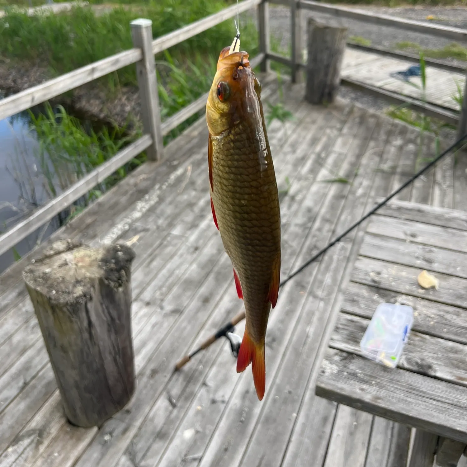 catch