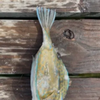 The most recent Scrawled cowfish catches on Fishbrain