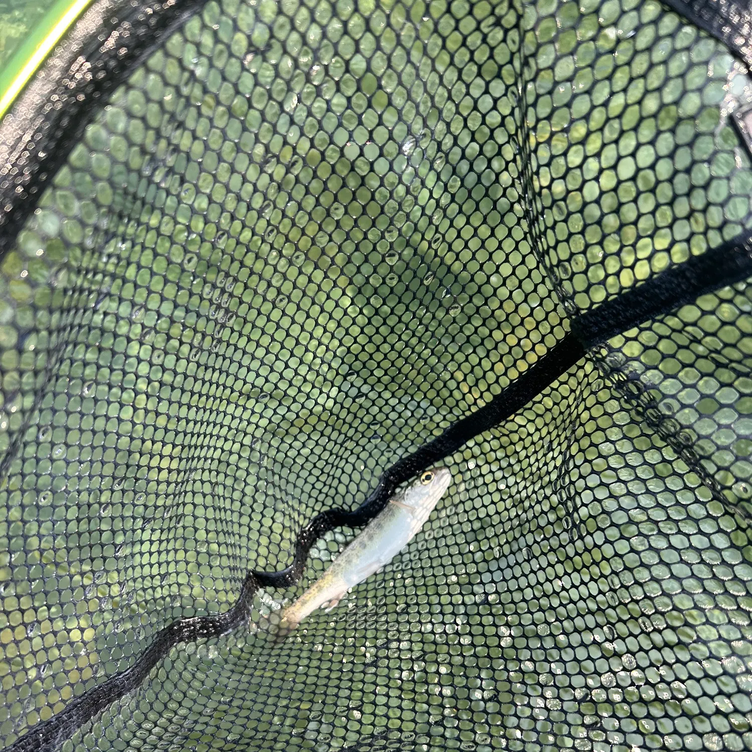Steelhead caught on Fishbrain