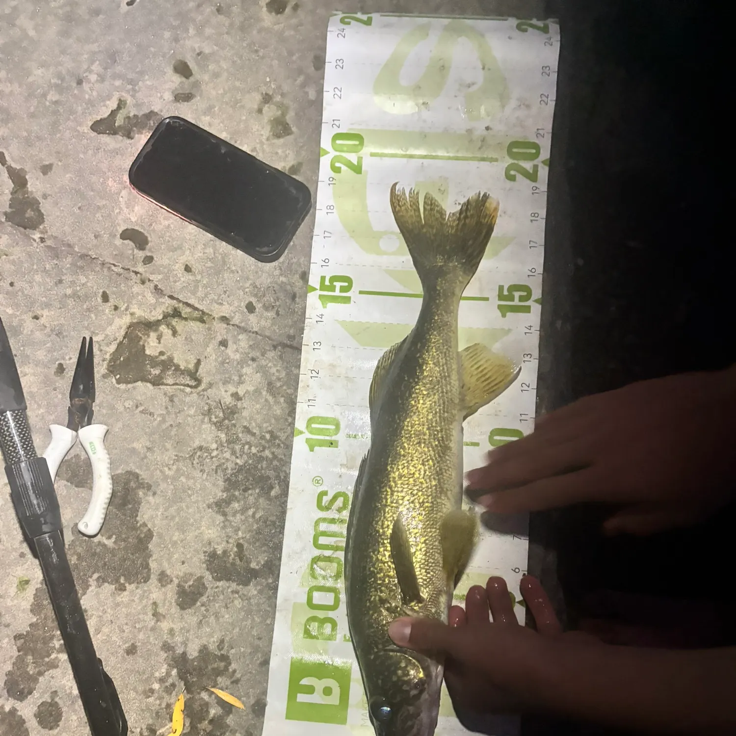 Walleye caught on Fishbrain
