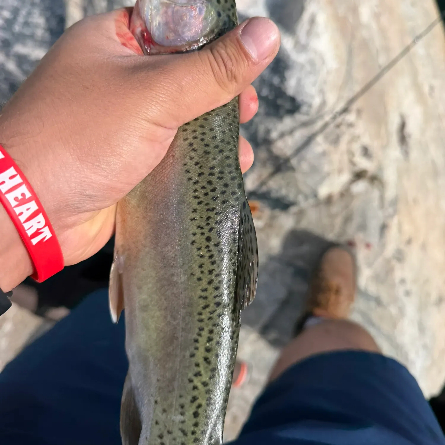 Rainbow trout caught on Fishbrain