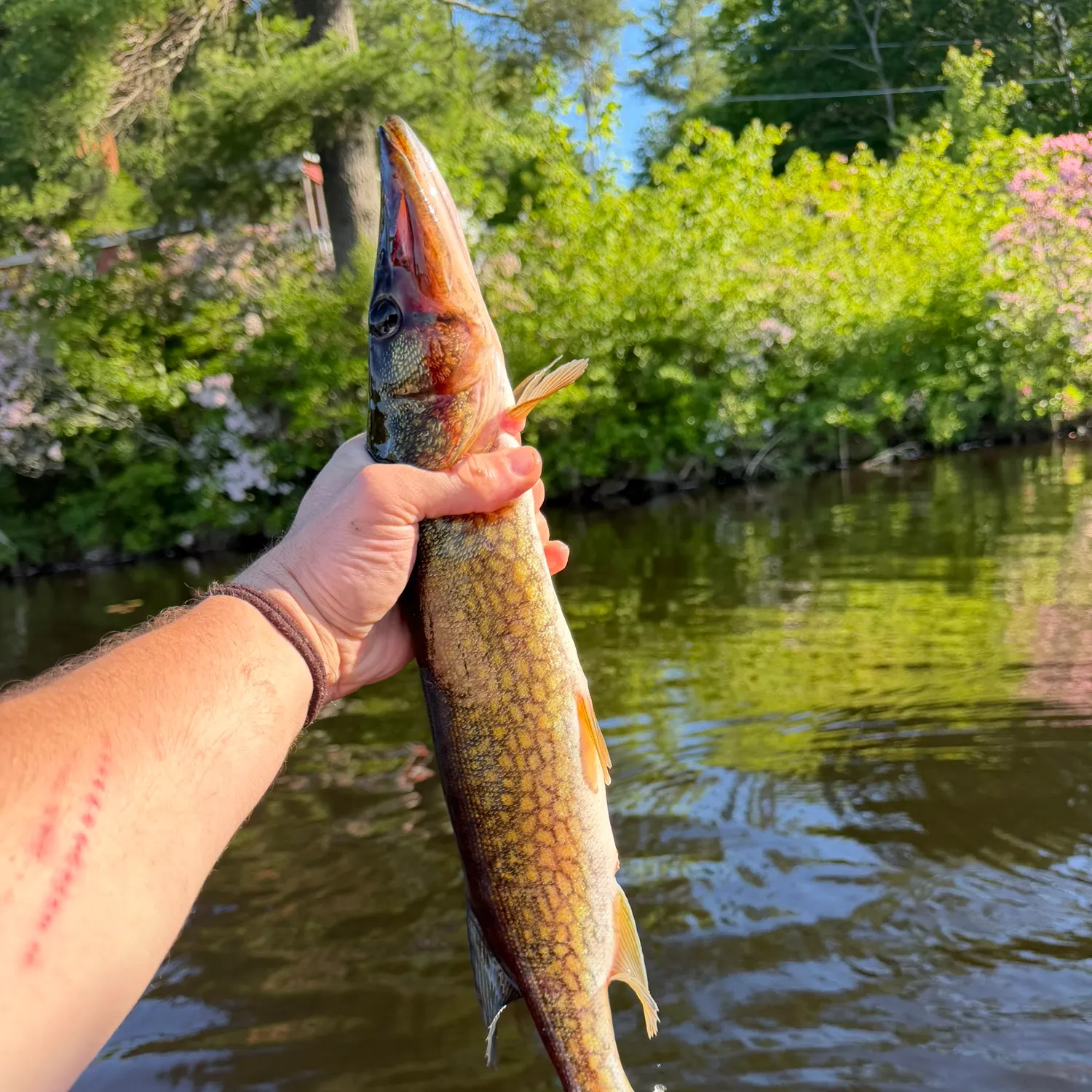 recently logged catches