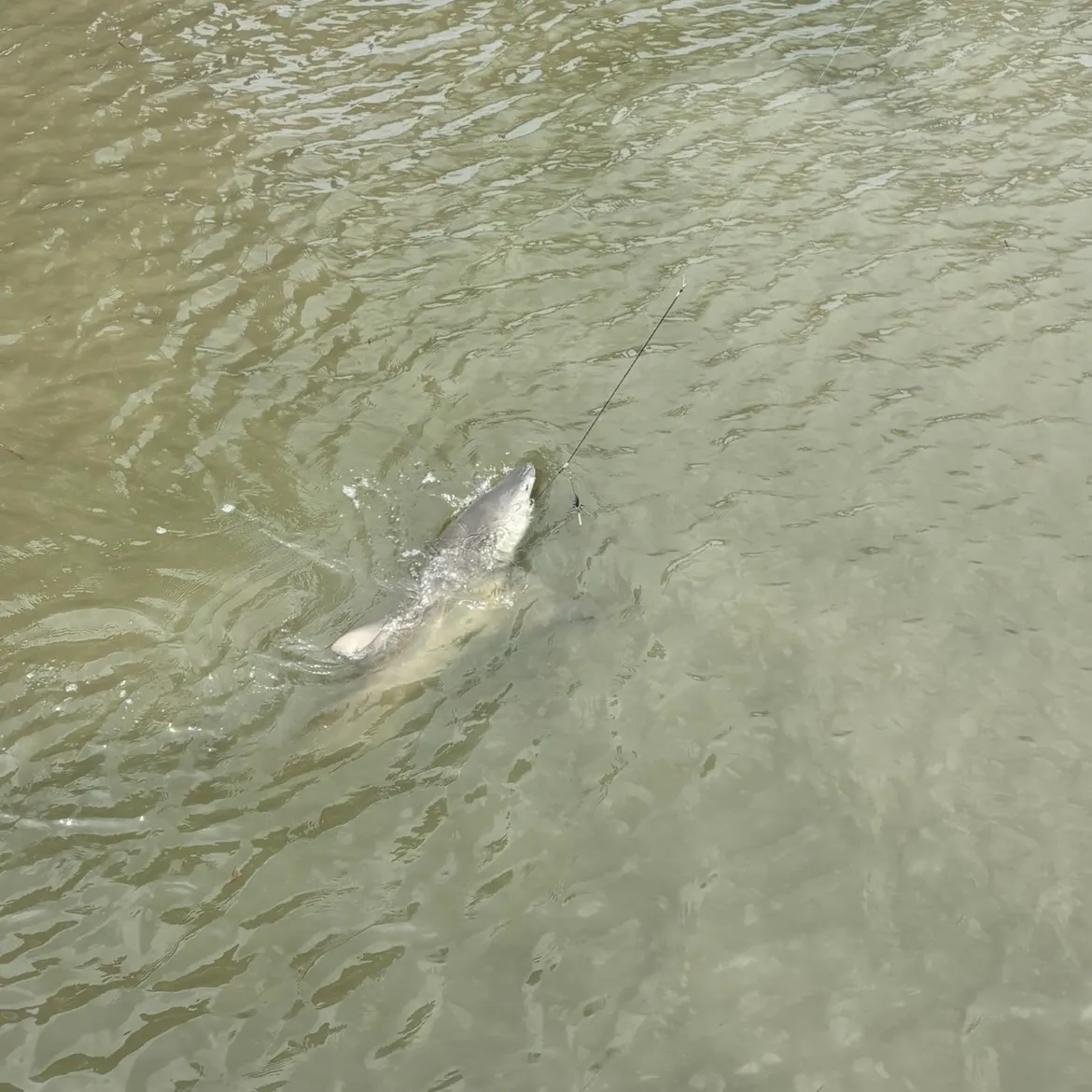 The most recent Lemon shark catches on Fishbrain