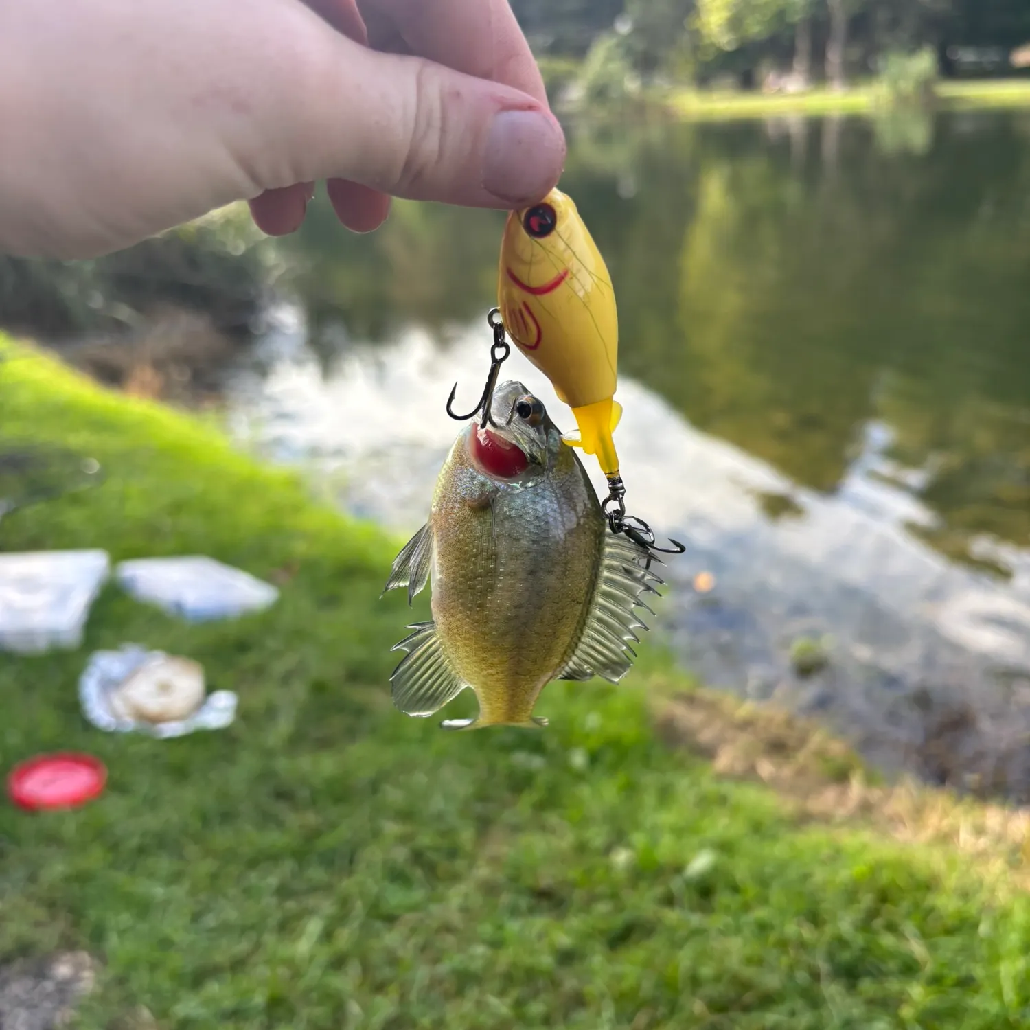 Bluegill caught on Fishbrain