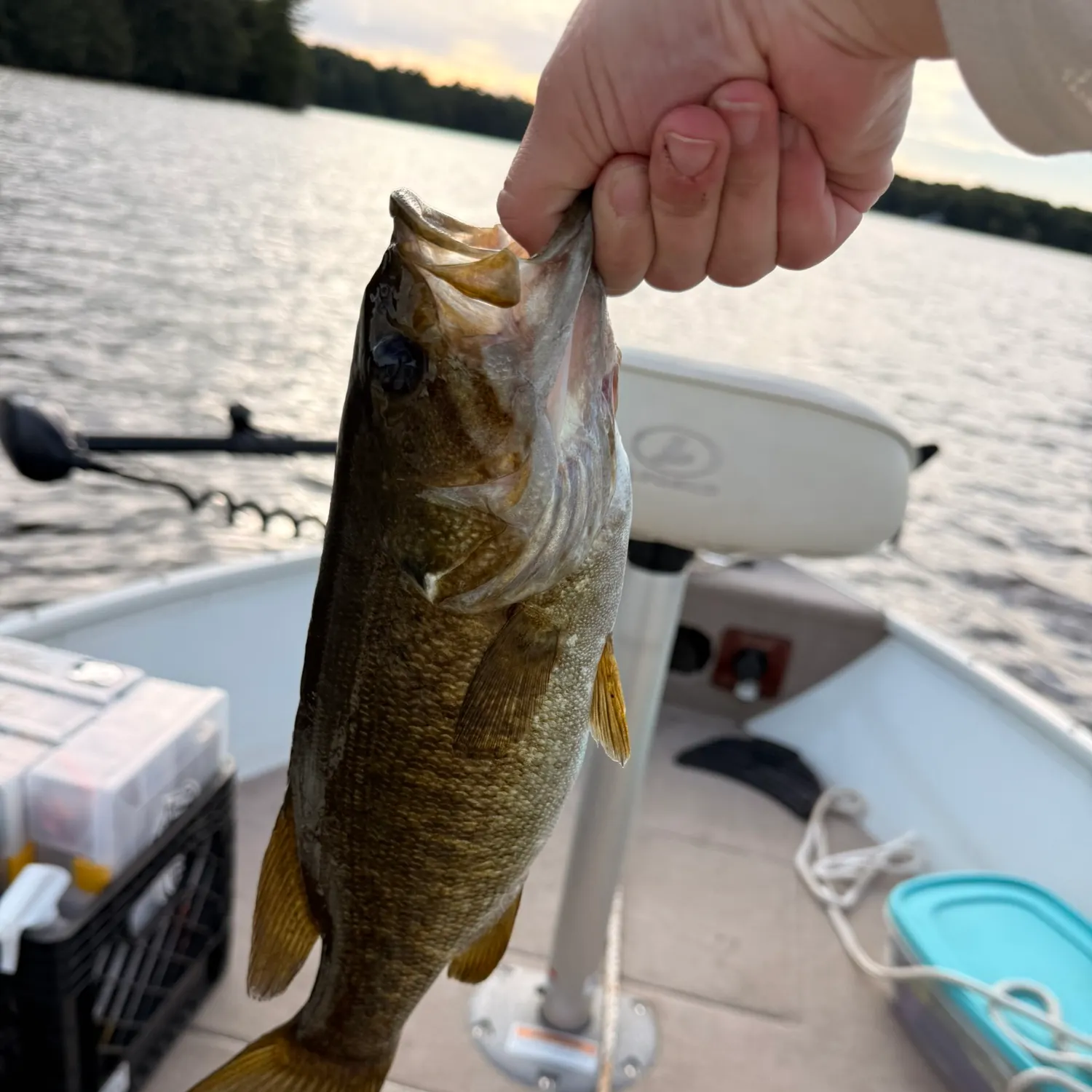 Smallmouth bass caught on Fishbrain