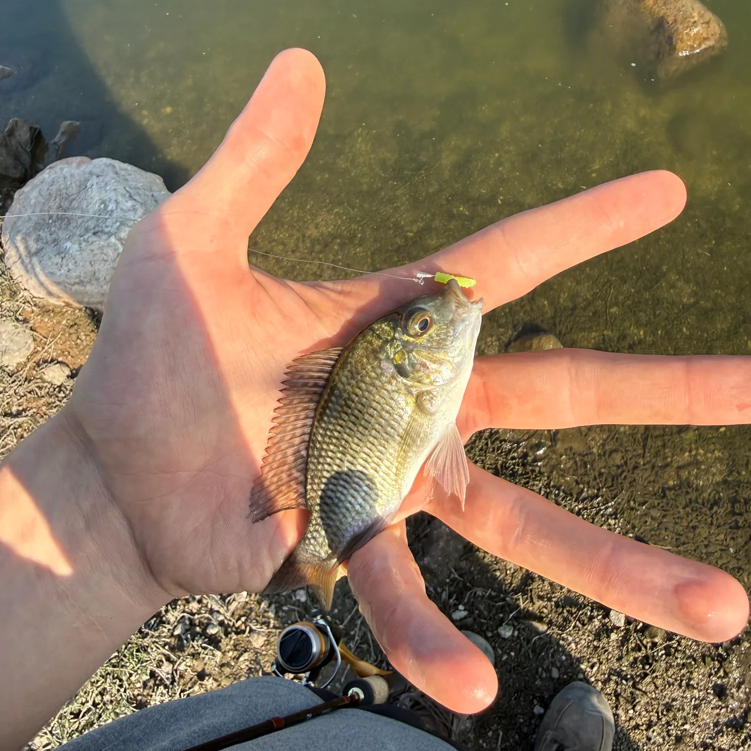 The most recent Nile tilapia catches on Fishbrain