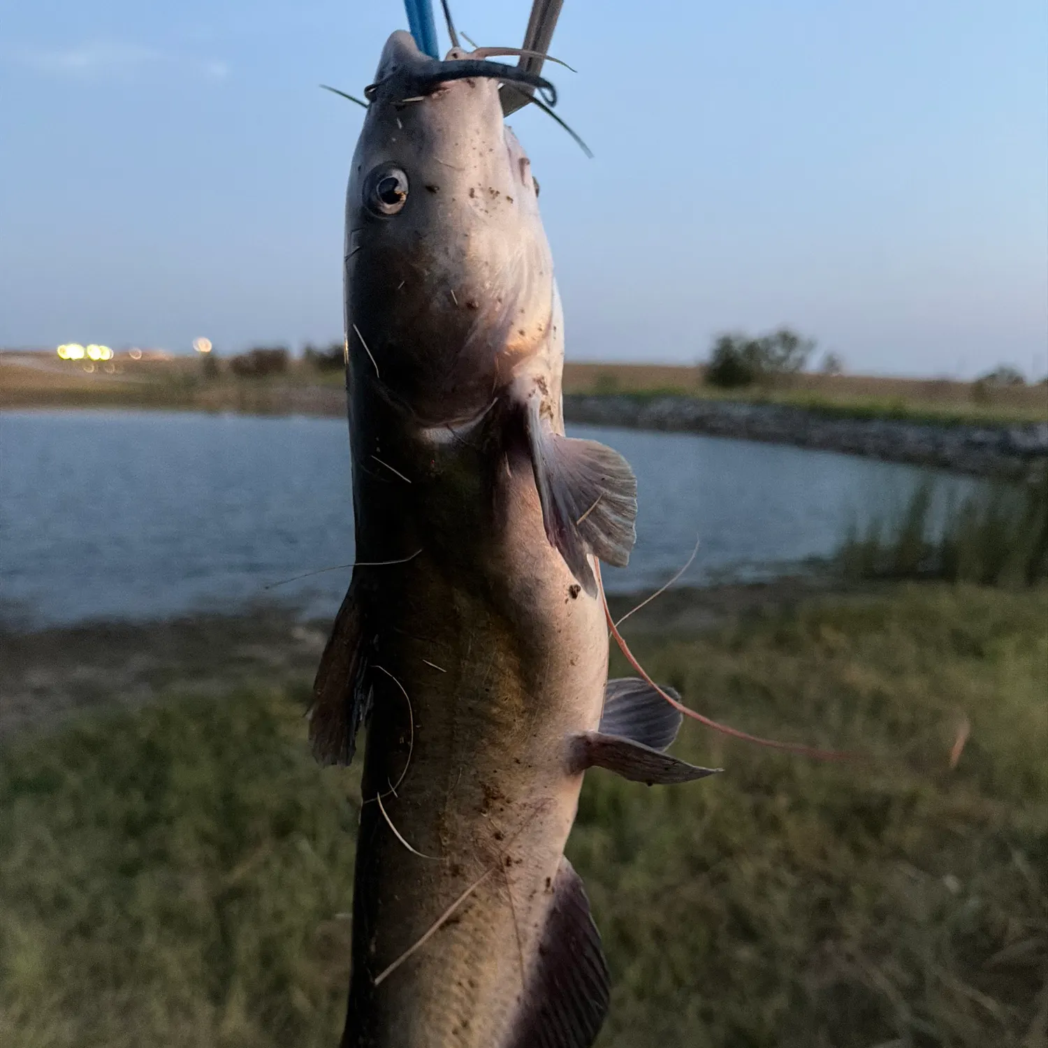 Channel catfish caught on Fishbrain