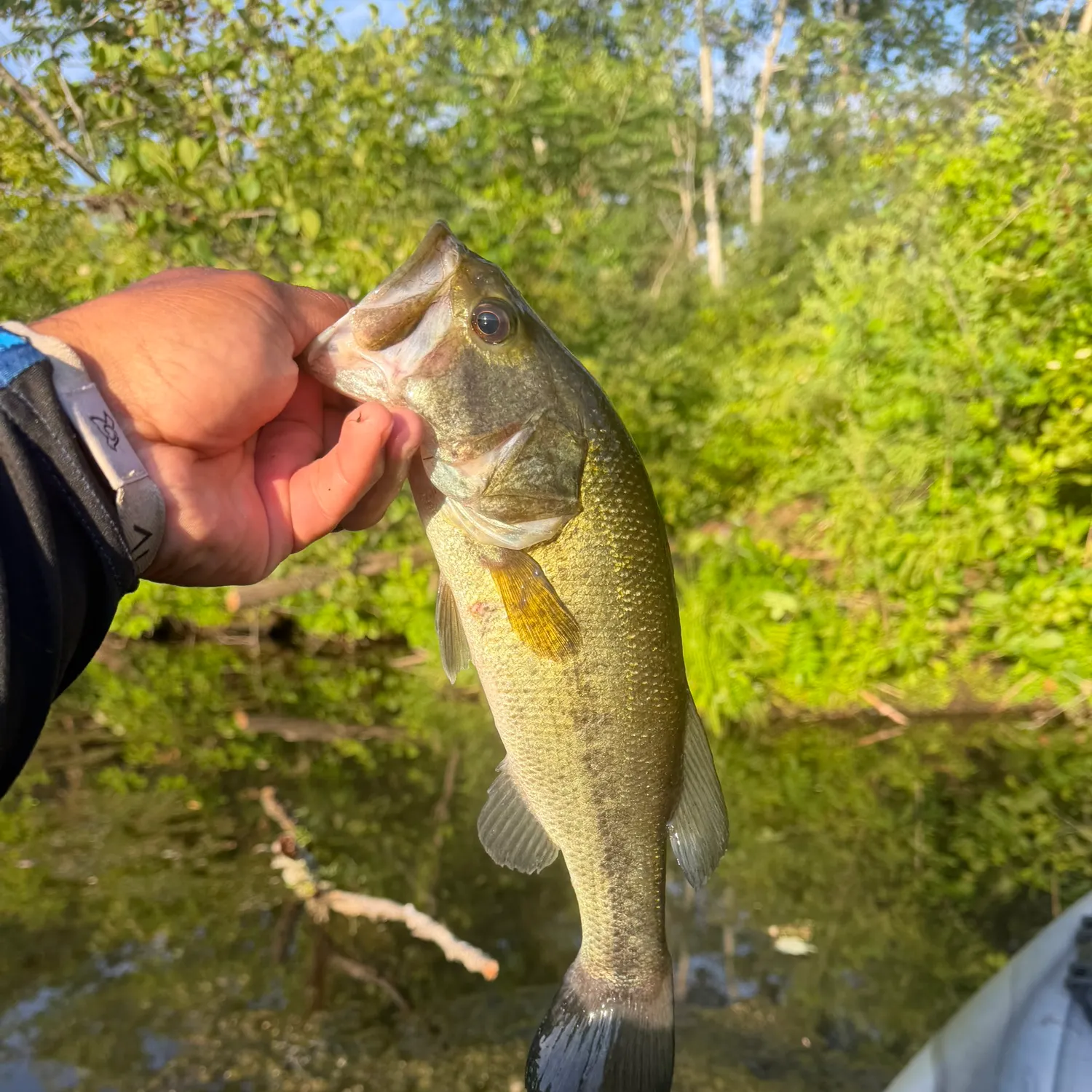 The most recent Largemouth bass catches on Fishbrain