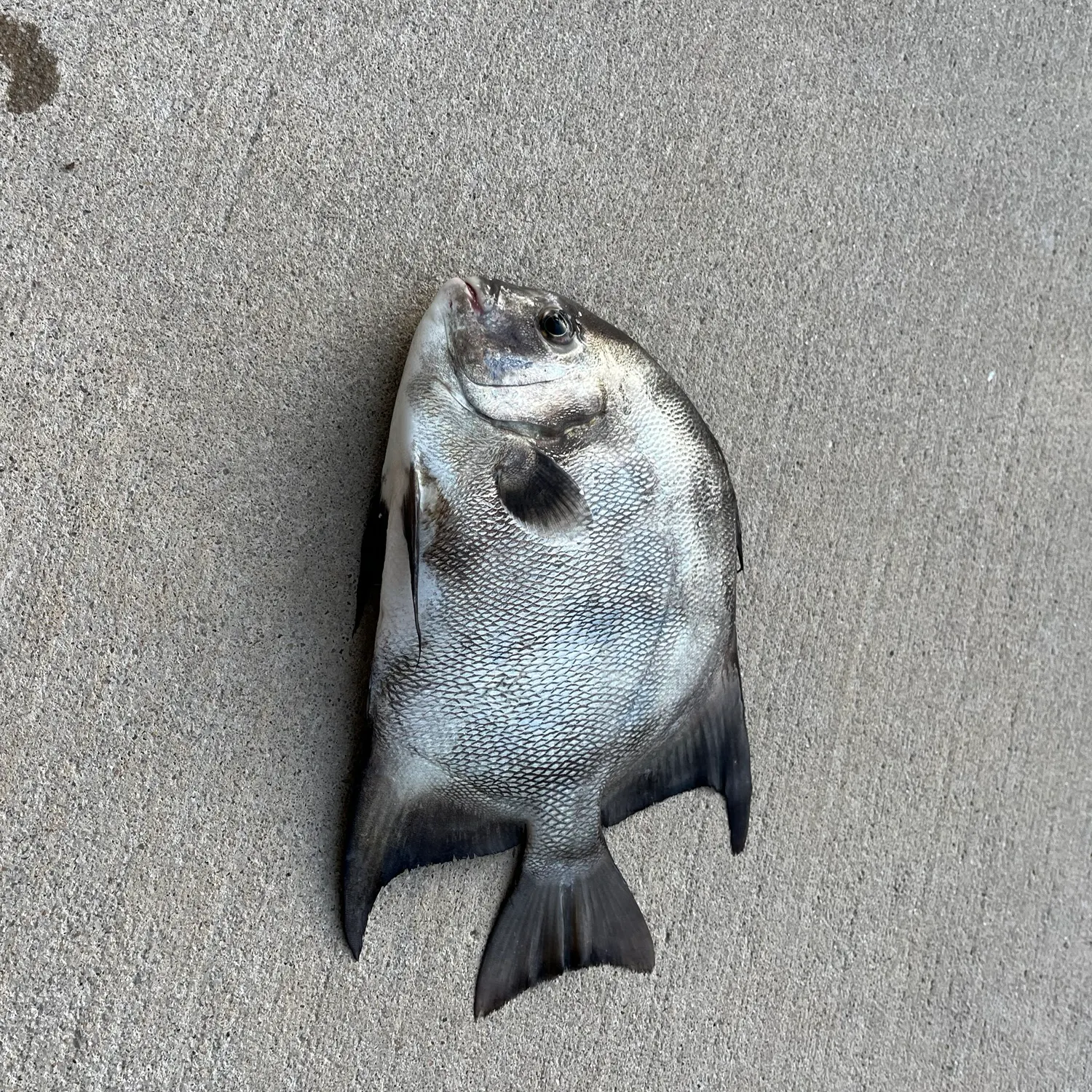 The most recent Atlantic spadefish catches on Fishbrain