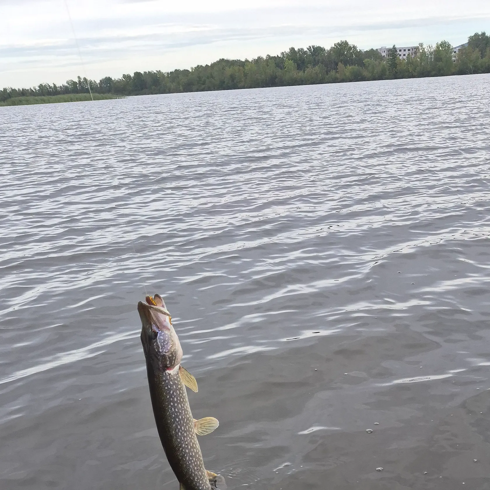 Northern pike caught on Fishbrain